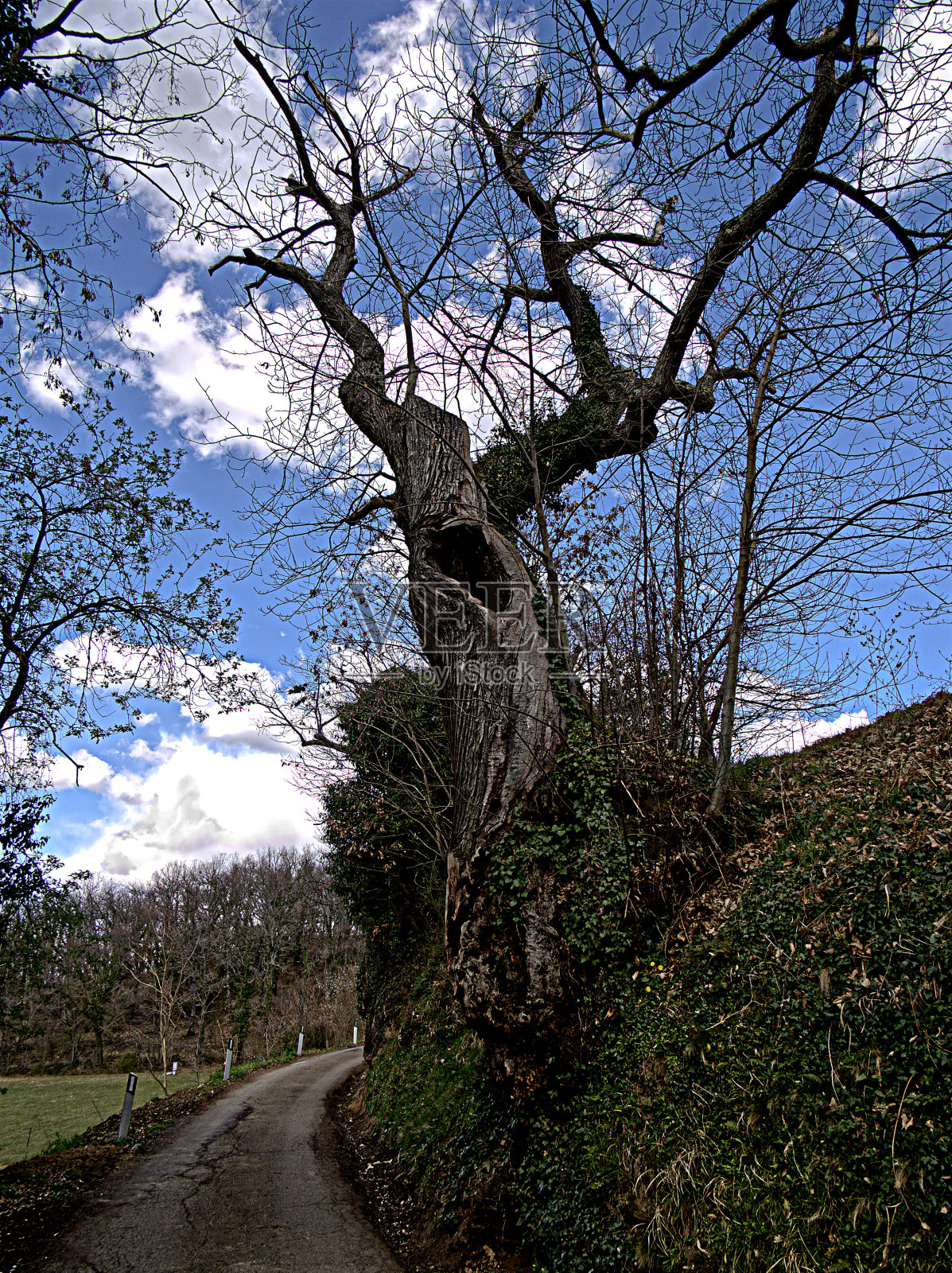 睫毛上的栗子照片摄影图片