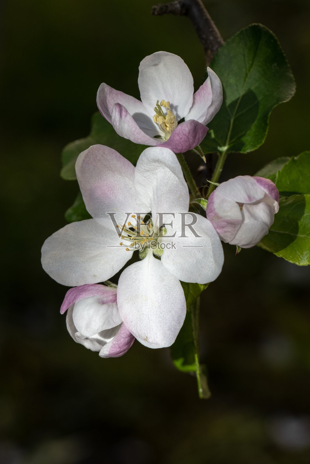 盛开的苹果树的特写照片摄影图片