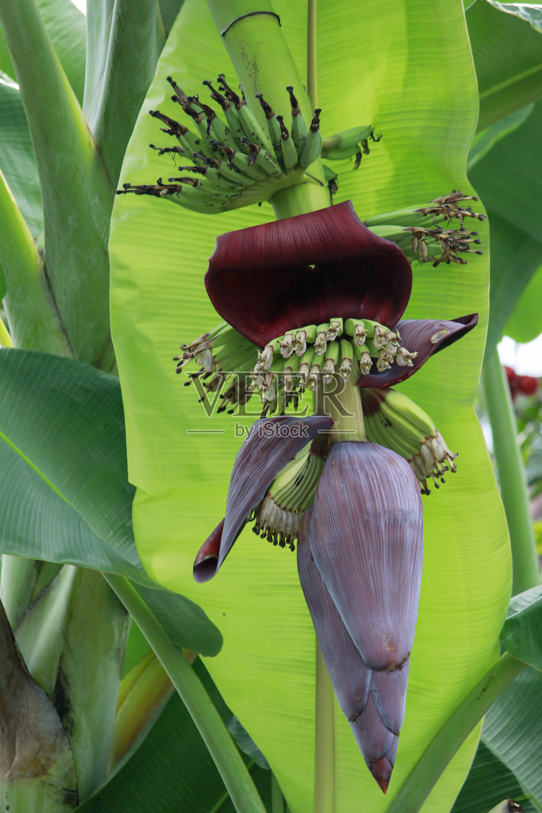 香蕉心或香蕉花，成为香蕉果实的前身照片摄影图片