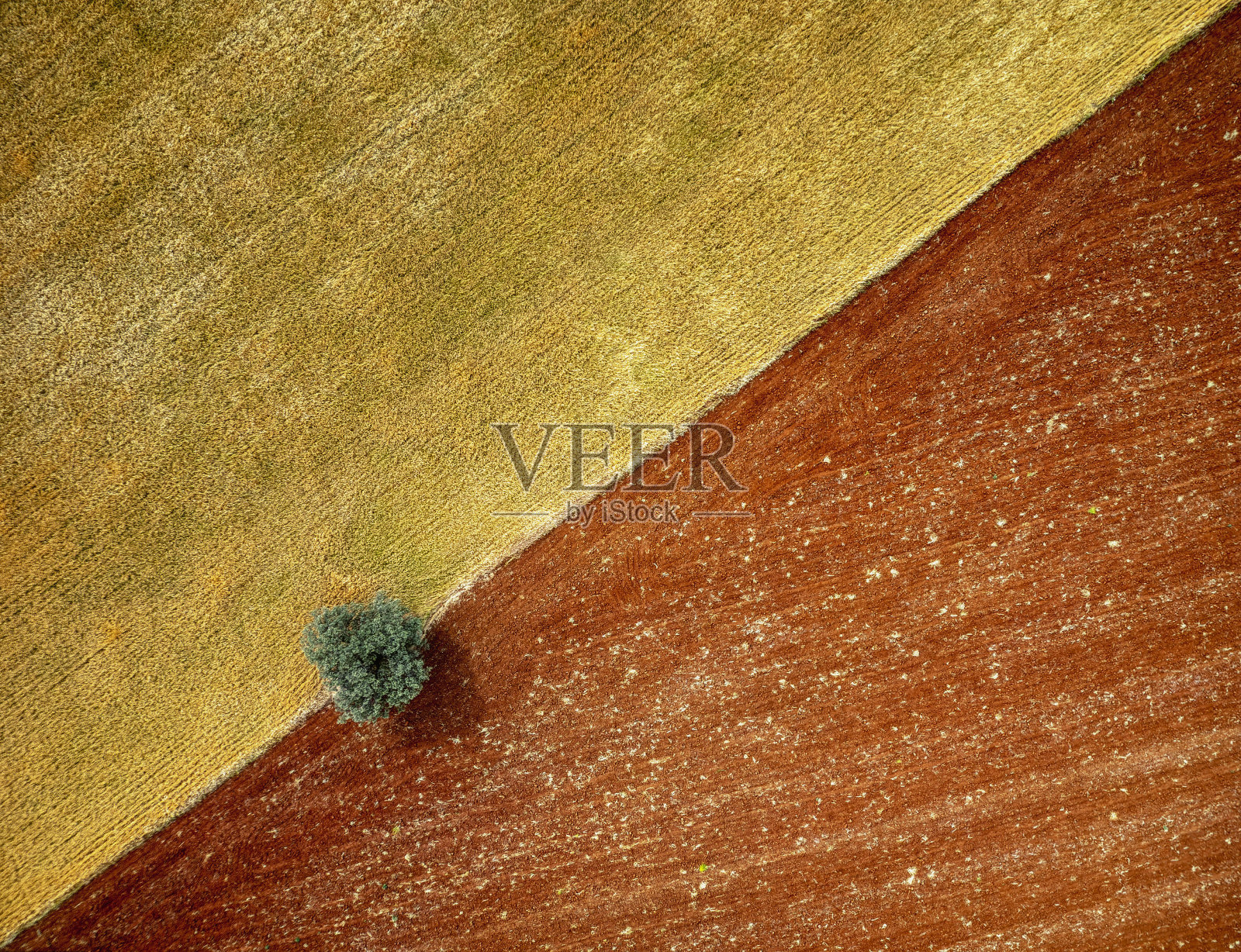 谷物田中一棵孤独的树航拍照片摄影图片