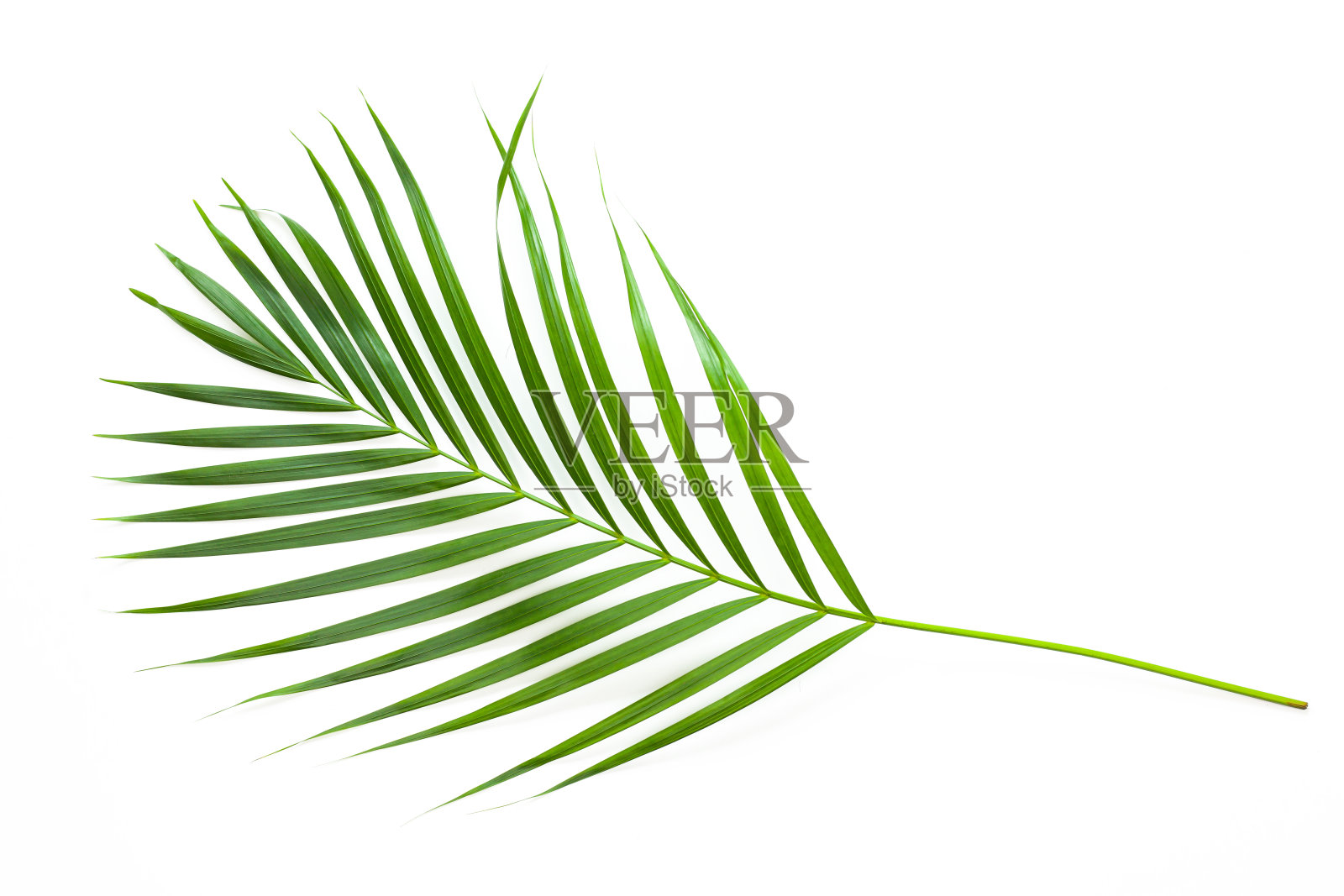 在白色背景上分离的椰子树的叶子。照片摄影图片