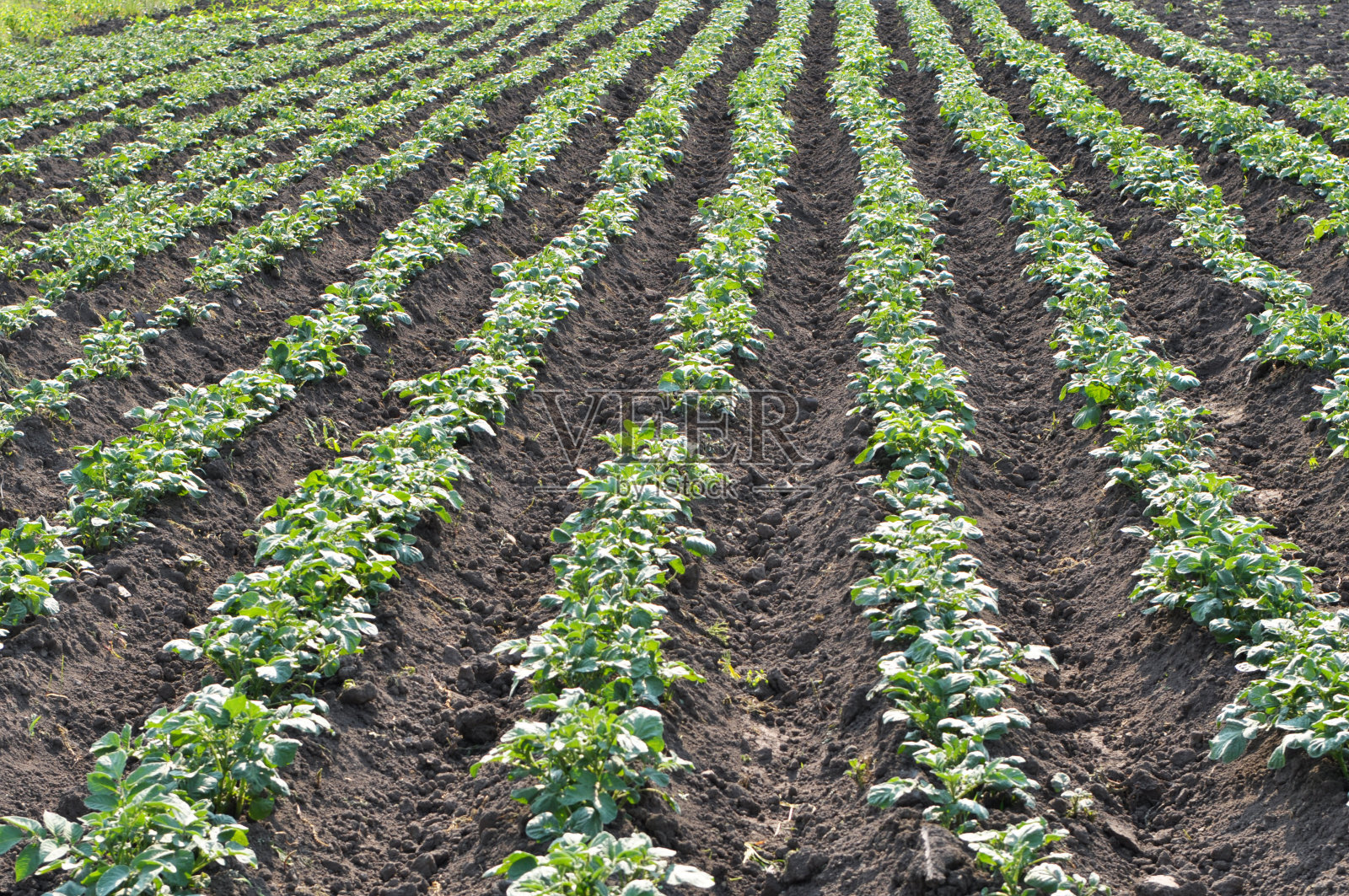 田地里生长的土豆照片摄影图片
