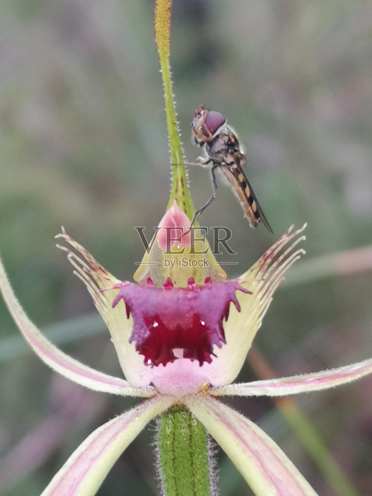 一株锈迹斑斑的兰花被传粉昆虫造访照片摄影图片
