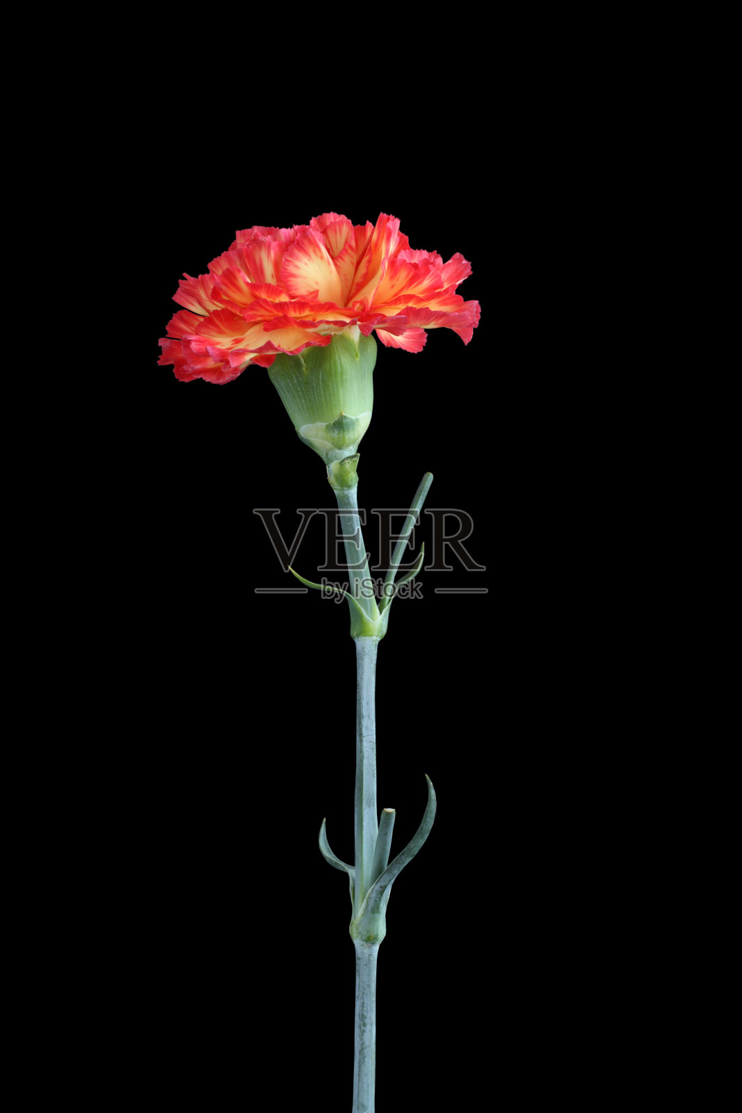 黄色的康乃馨，花瓣的红色边缘孤立在黑色的背景上照片摄影图片