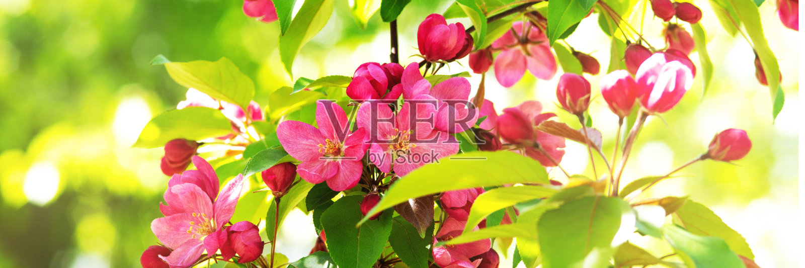 开花的装饰苹果树苹果树的枝条特写。春天的树在花园或公园里开着粉红色的花瓣。横幅照片摄影图片