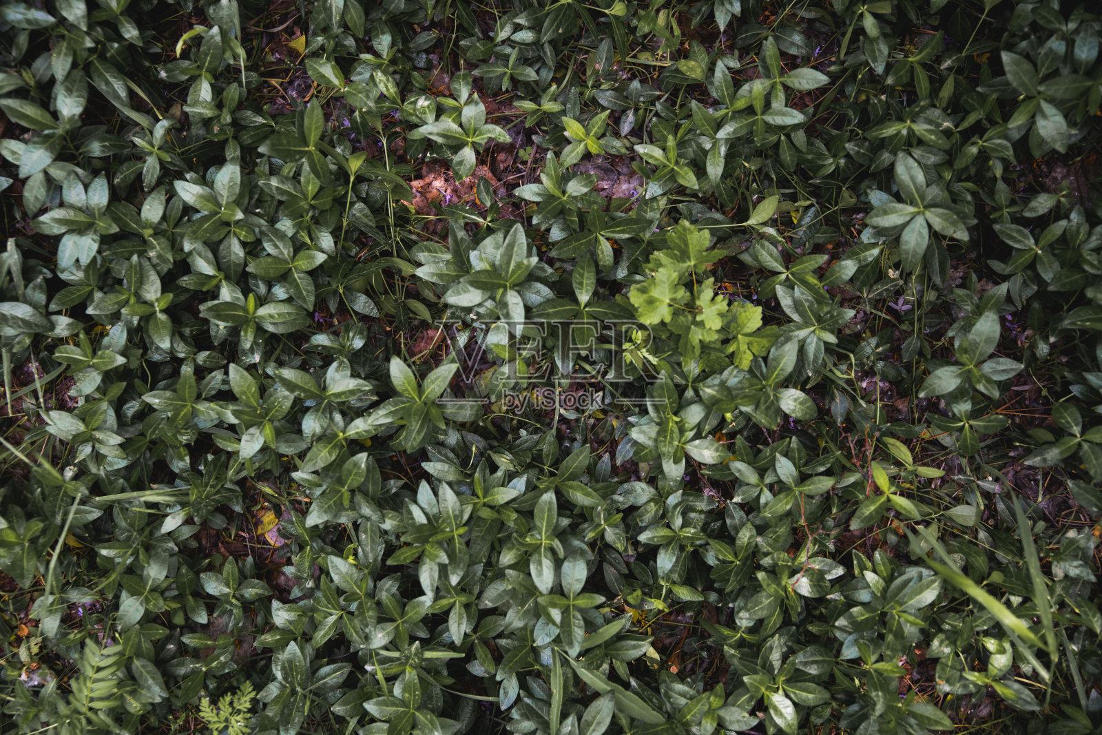 树叶在森林里，绿叶在背景照片摄影图片