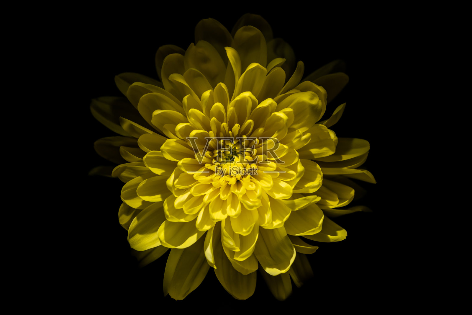 黄色的花朵出现照片摄影图片