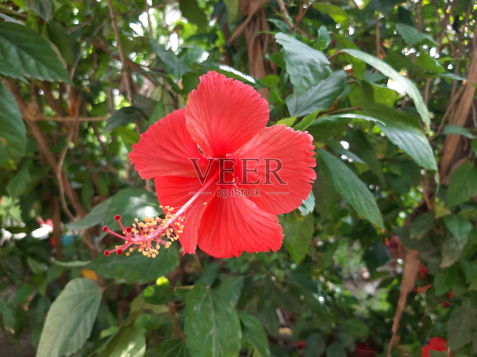 斯里兰卡国花，红鞋花或木槿花及夏威夷木槿花、月季。照片摄影图片