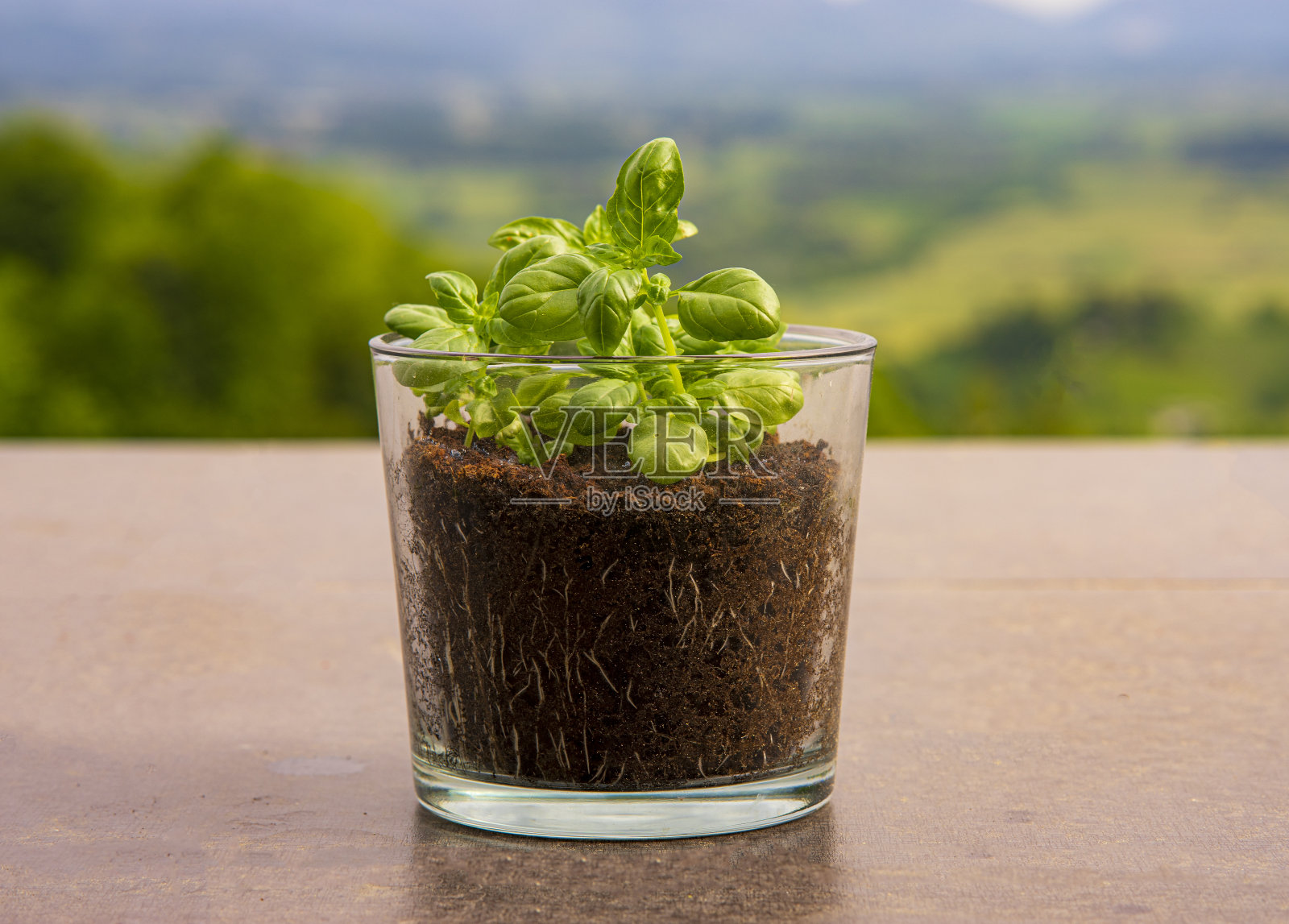 茎的罗勒照片摄影图片