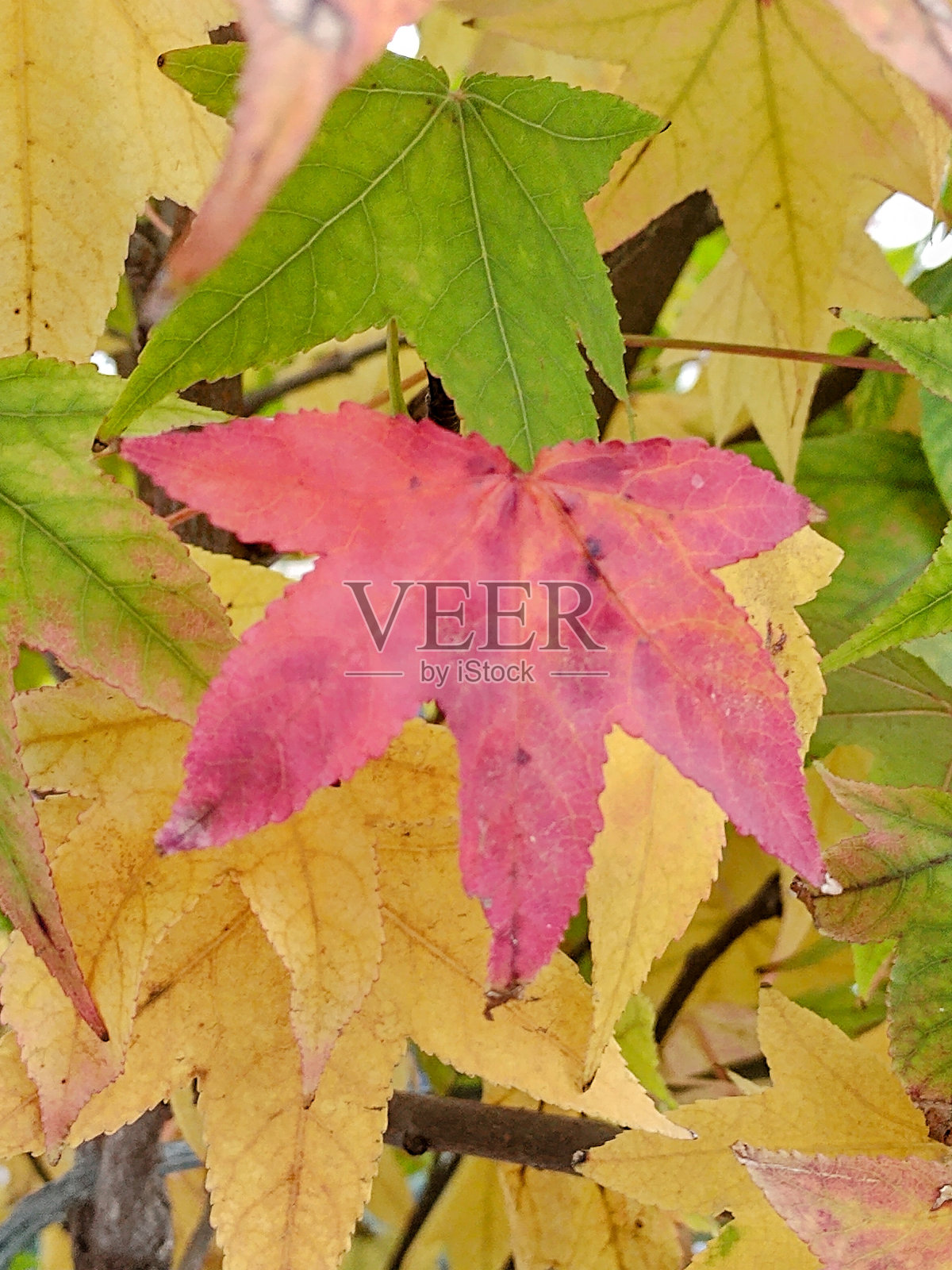 阿尔塞照片摄影图片