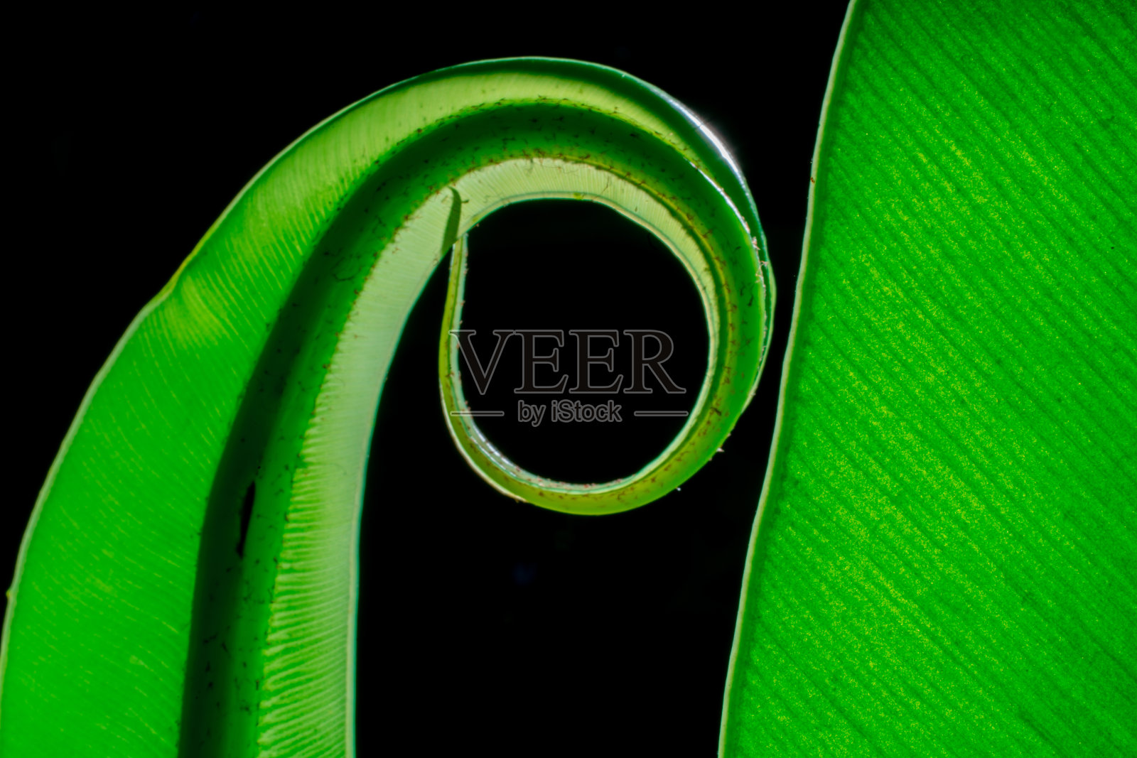 黑色背景上的鸟u2019巢蕨的绿叶，绿叶的细节。软的焦点。浅聚焦效果。照片摄影图片