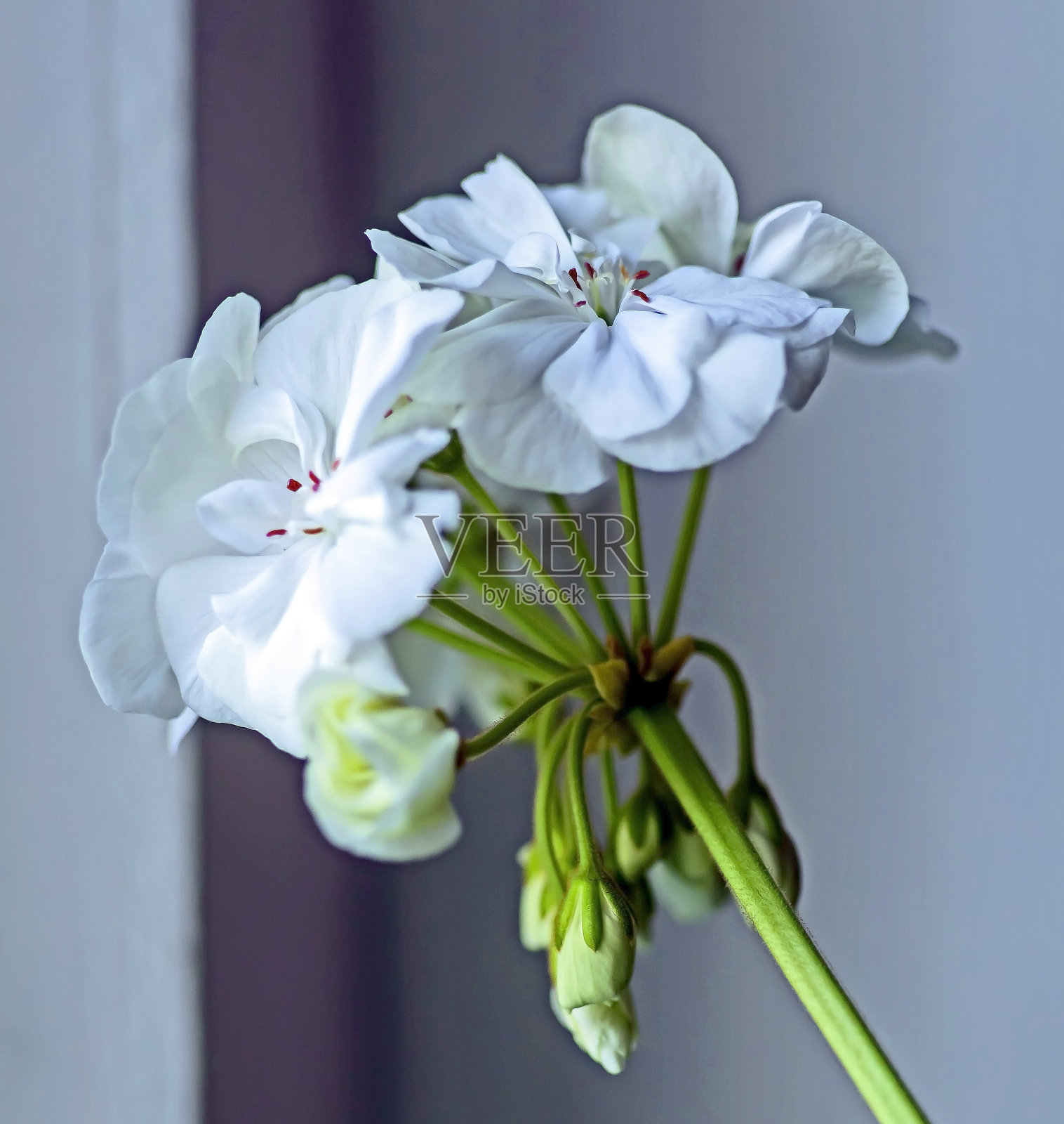 花盆中生长的精致白色天竺葵花照片摄影图片