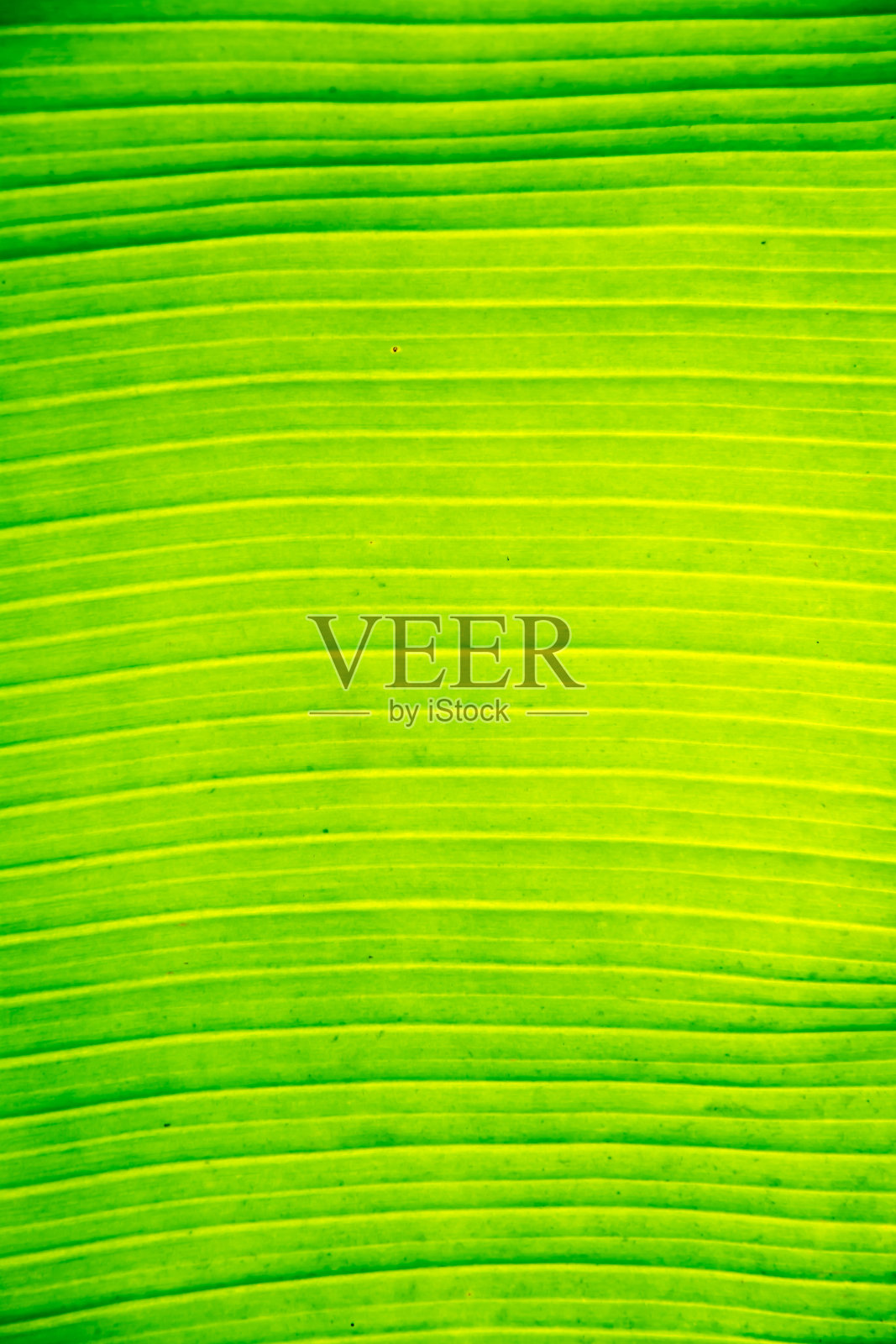 香蕉叶子背景照片摄影图片