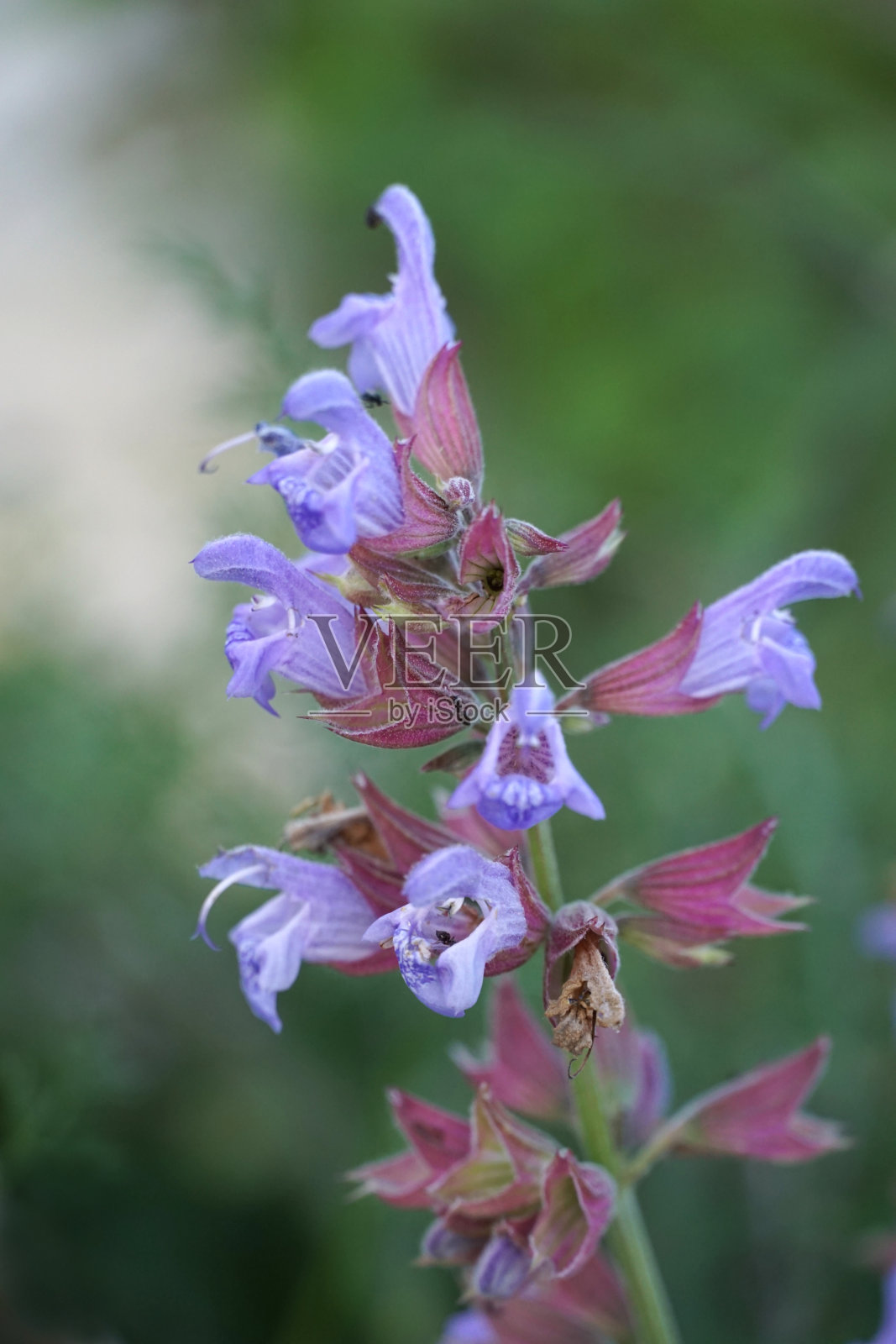有药用紫色花瓣的芳香鼠尾草的开花小枝照片摄影图片