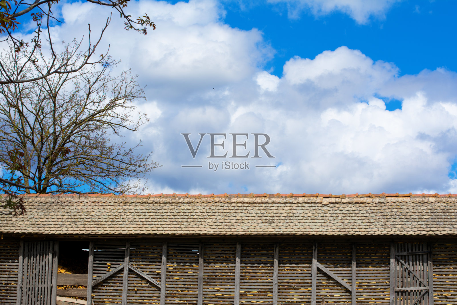 在蓝天和美丽的蓬松的云朵的映衬下，一个大玉米棚里满是成熟的玉米穗。照片摄影图片