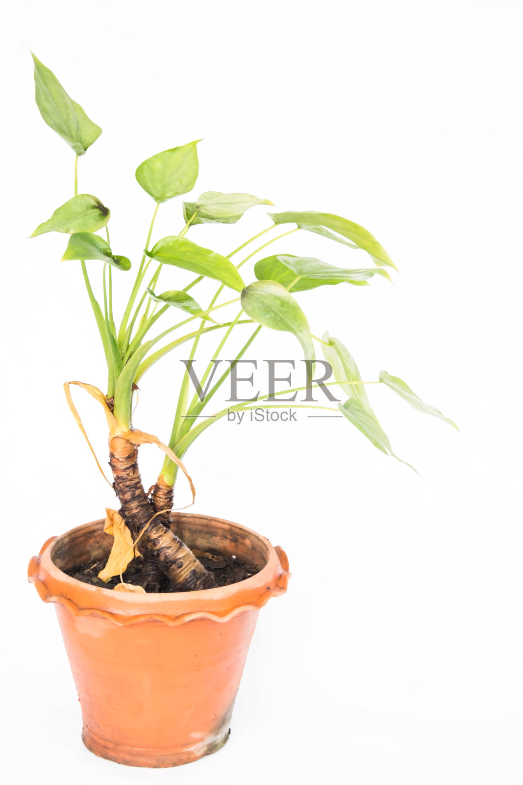 房子里有树和一个小花园照片摄影图片