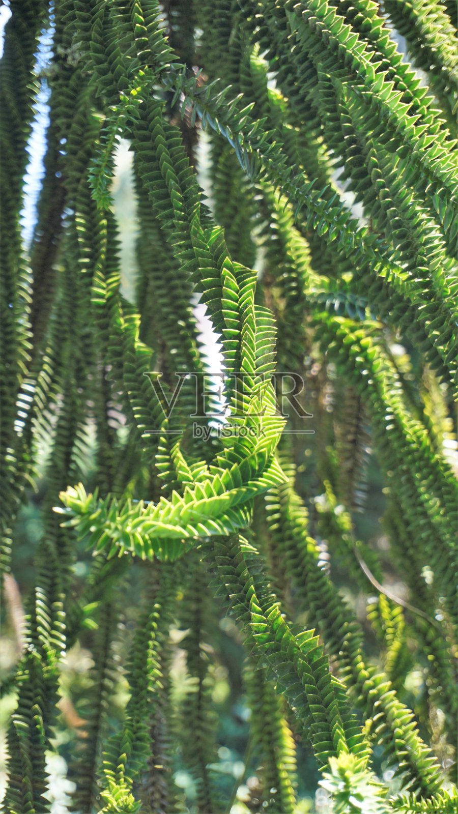 美丽叶子的阿劳卡木又称猴子拼图树、阿劳卡木、智利松等。照片摄影图片