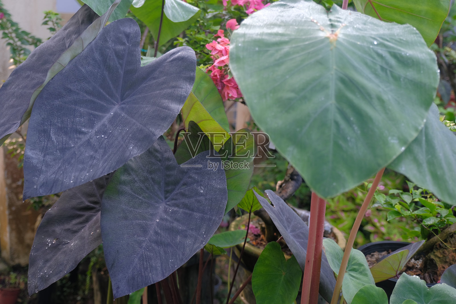 香芋花园中的绿叶照片摄影图片