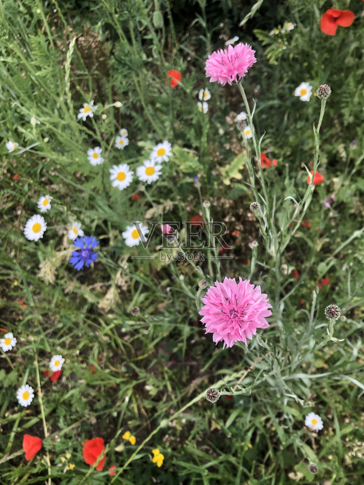 嫩粉色矢车菊的特写照片摄影图片