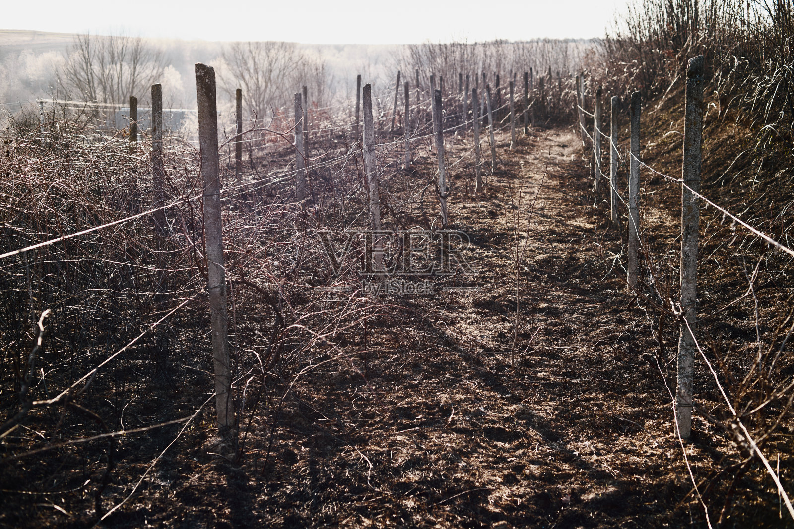 一场大火后被烧毁的葡萄园。照片摄影图片