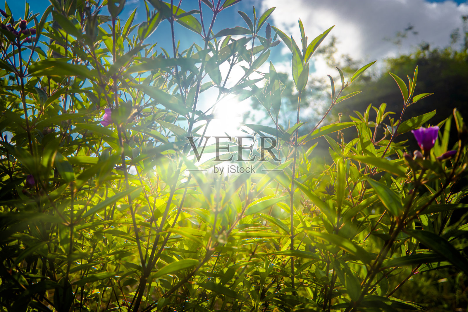 阳光穿过树林照片摄影图片