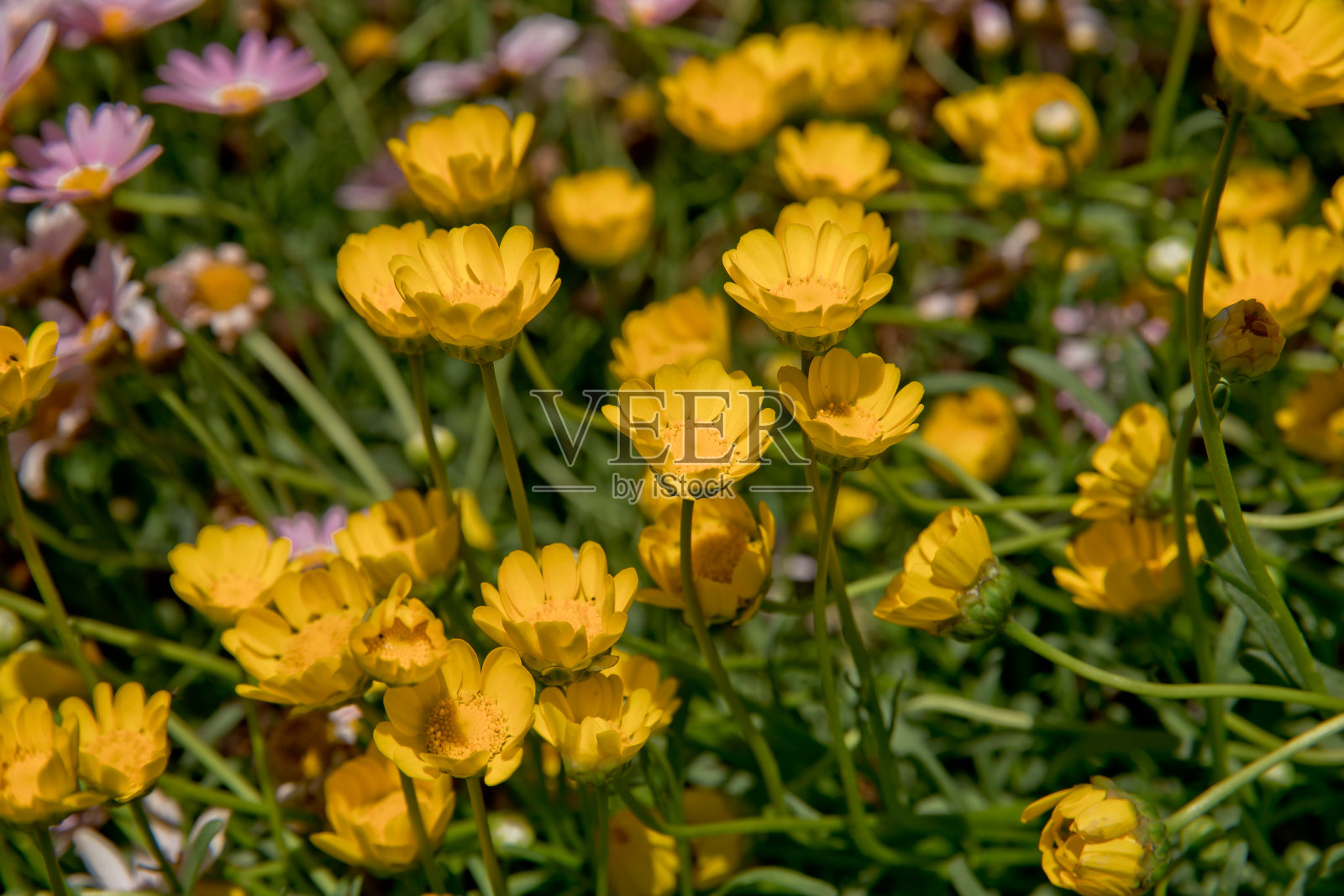 黄水晶菊花照片摄影图片