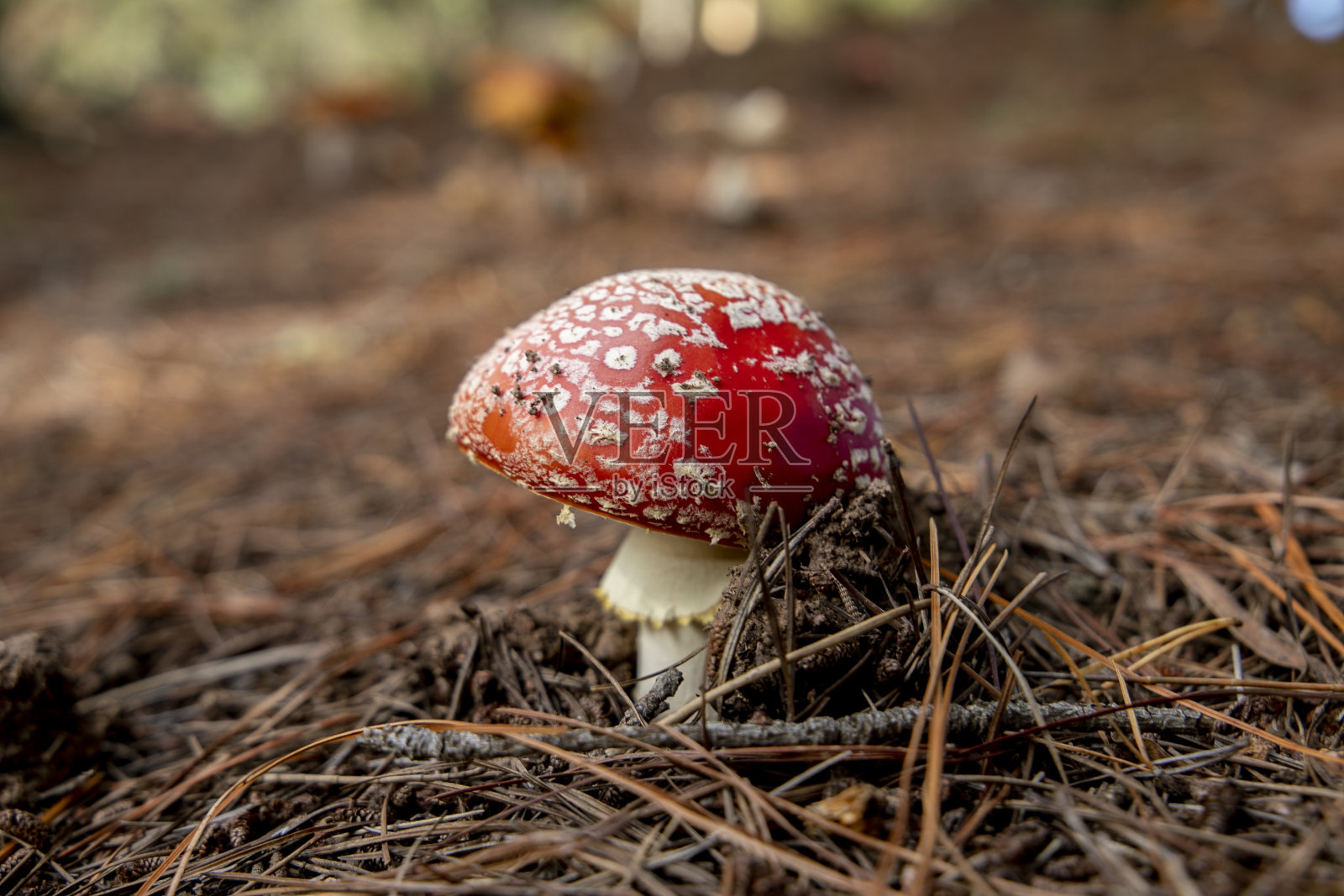 蘑菇照片摄影图片