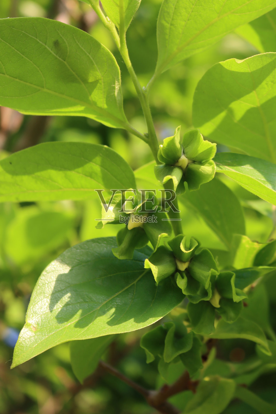 黄色的柿子树花照片摄影图片