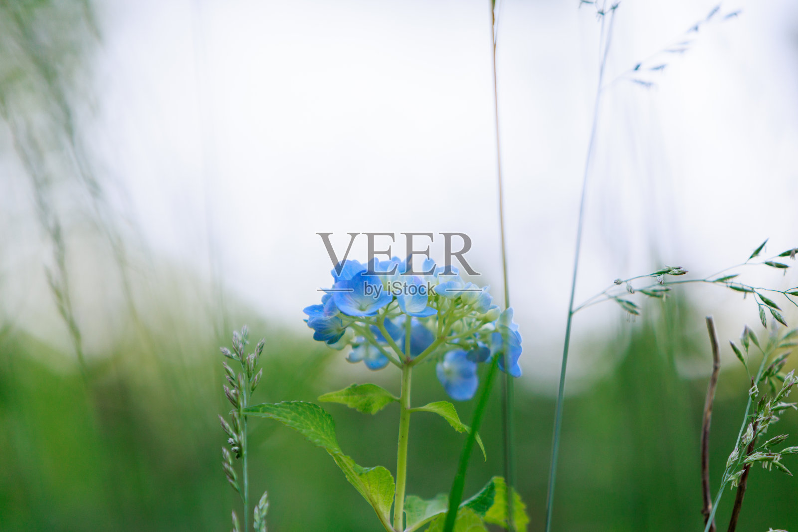 hydrangea（紫阳花）照片摄影图片