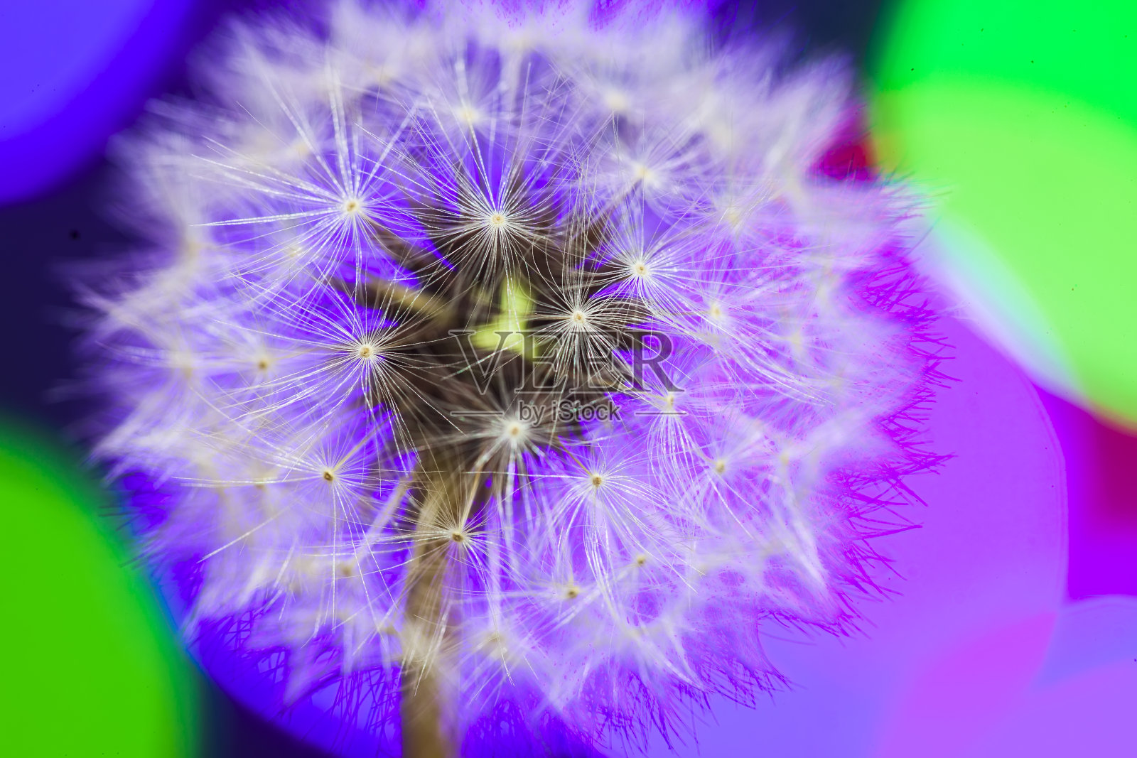 蒲公英在黑色的背景照片摄影图片