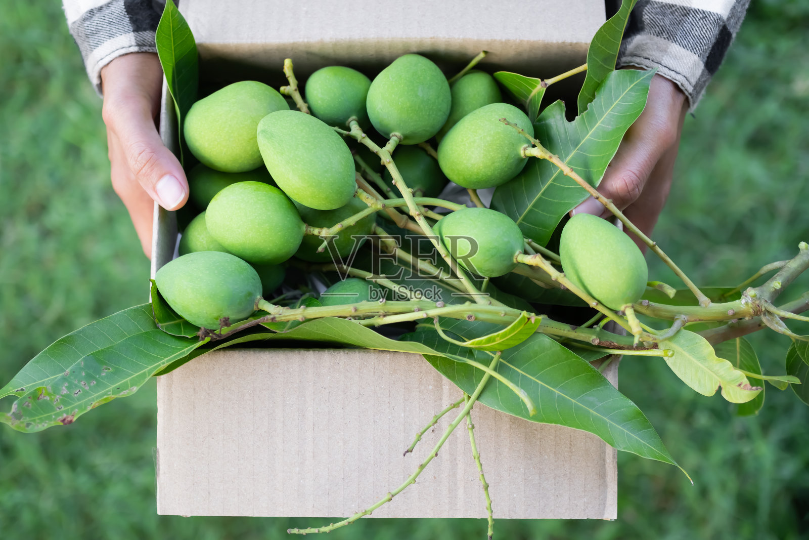 农民用纸盒装着青芒果。照片摄影图片