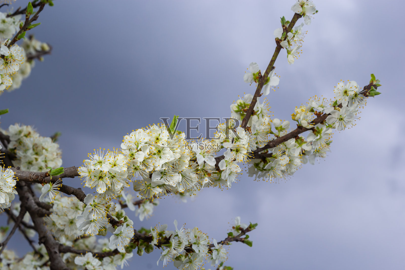 白色的梅花是代表早春的花照片摄影图片