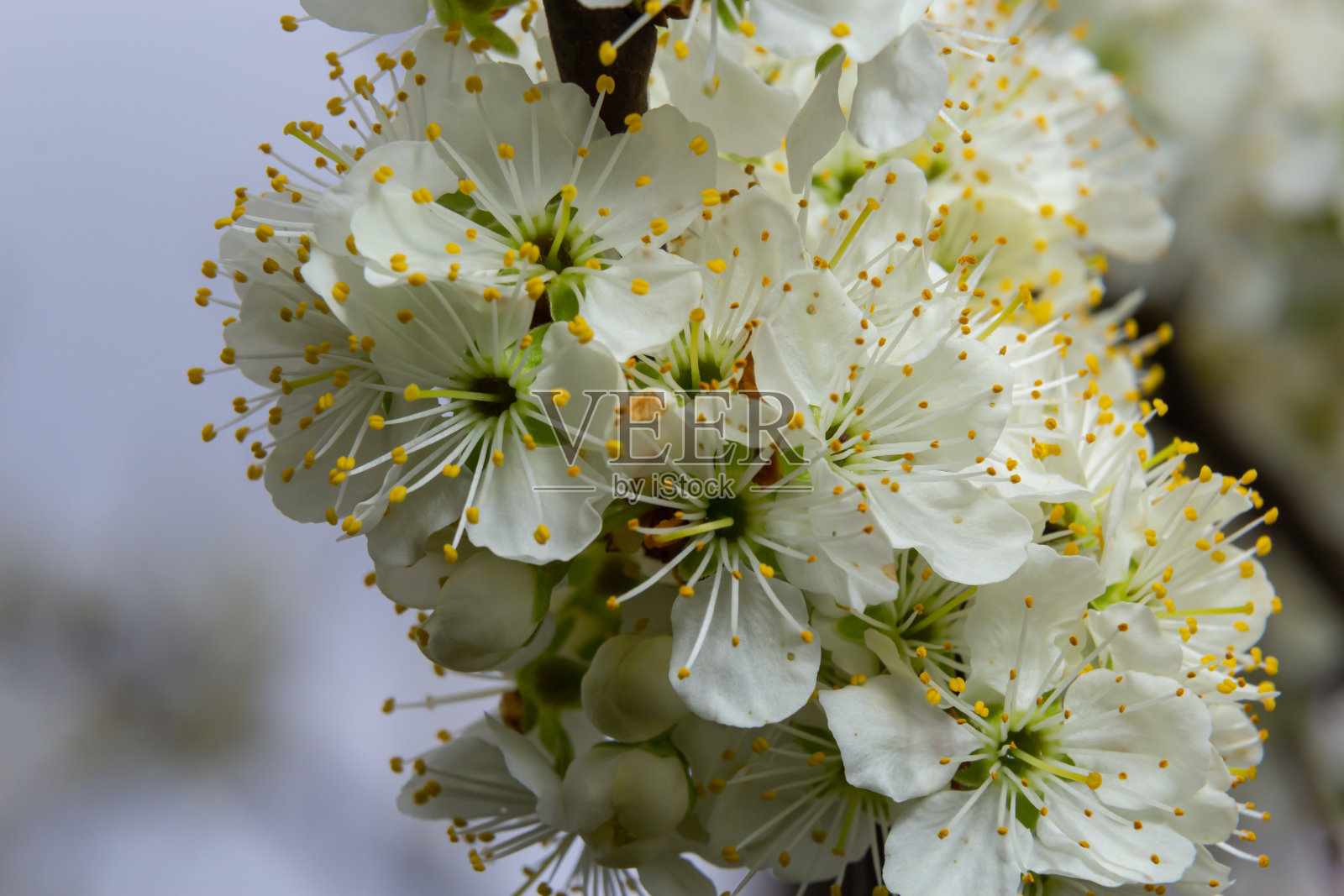 花的背景与白色的花和绿色的叶子。梅花开在春天的花园里。野生梅树开花盛开。宏,特写。有选择性的重点照片摄影图片