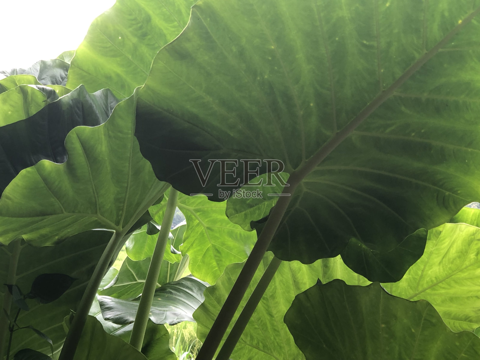 树叶照片照片摄影图片