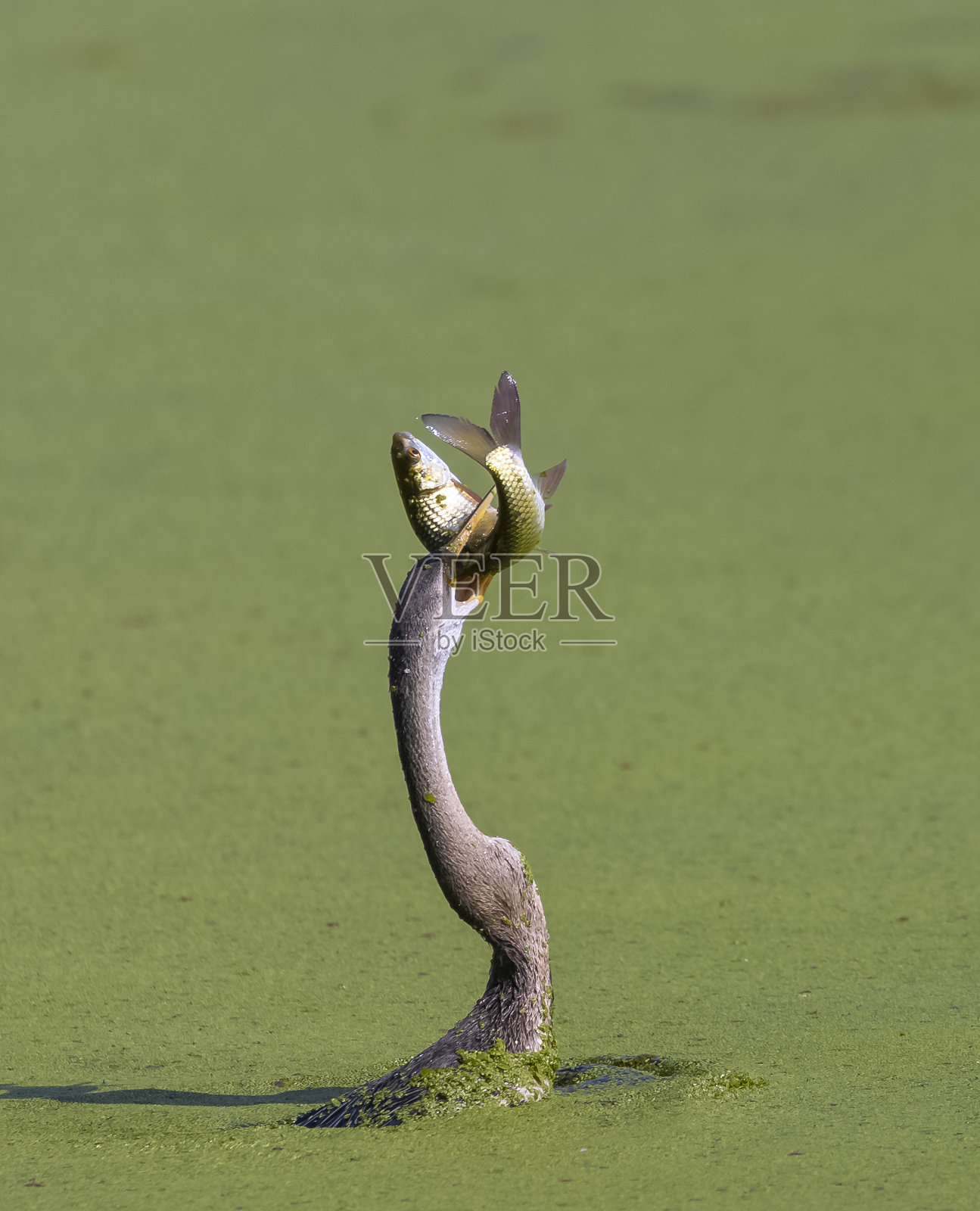 东方镖钓鱼照片摄影图片