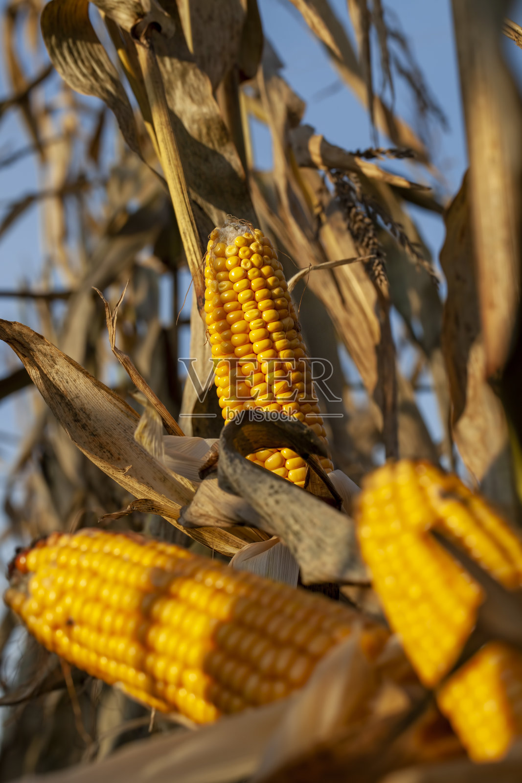 夏天成熟的玉米果实发黄照片摄影图片
