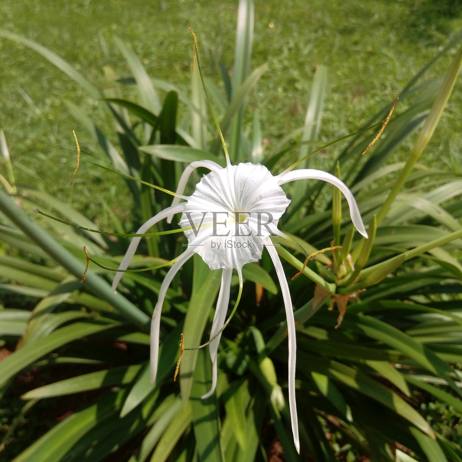 白色热带蜘蛛百合照片摄影图片