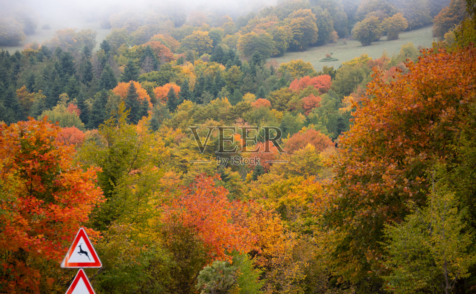 秋天的季节景观与五颜六色的树和雾照片摄影图片