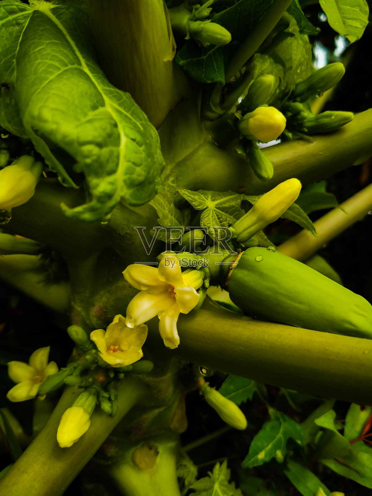 木瓜的花照片摄影图片