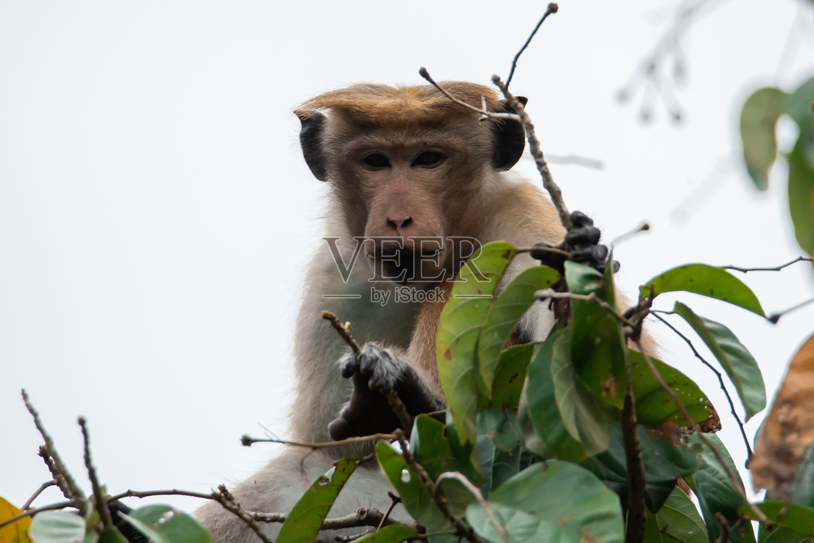 有趣的棕色猕猴坐在树枝上，从顶上看着相机。照片摄影图片