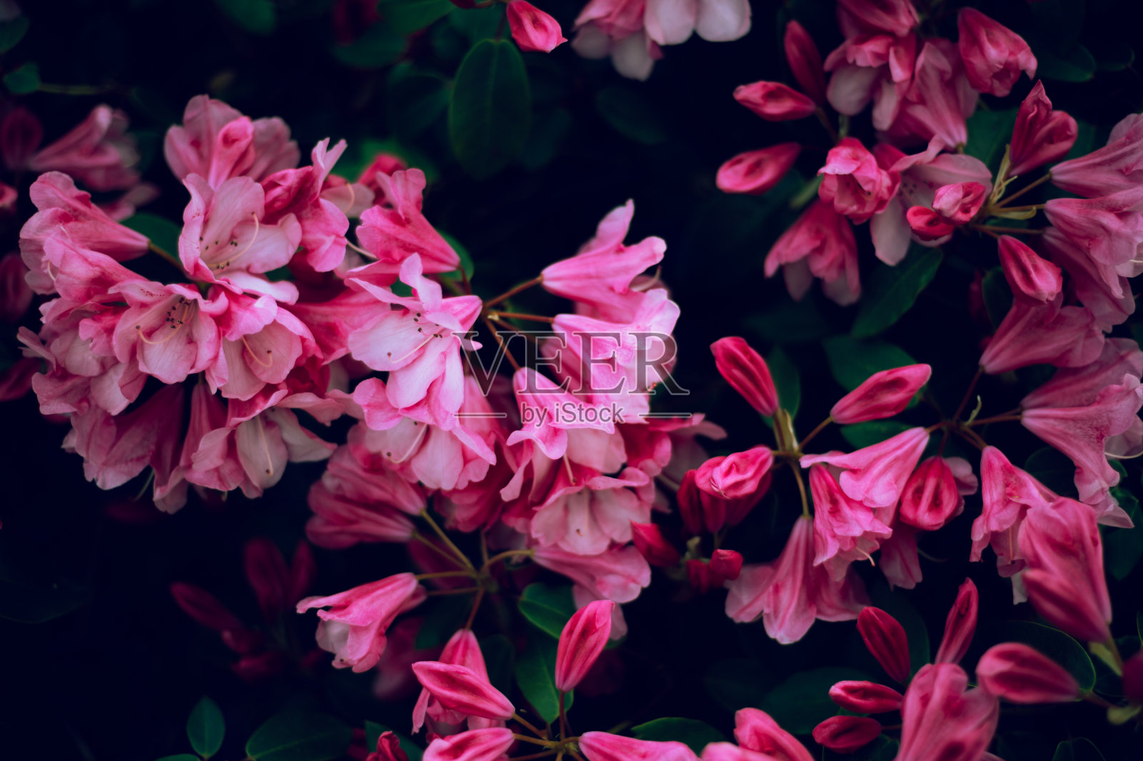 在春天有盛开的树木的花园照片摄影图片