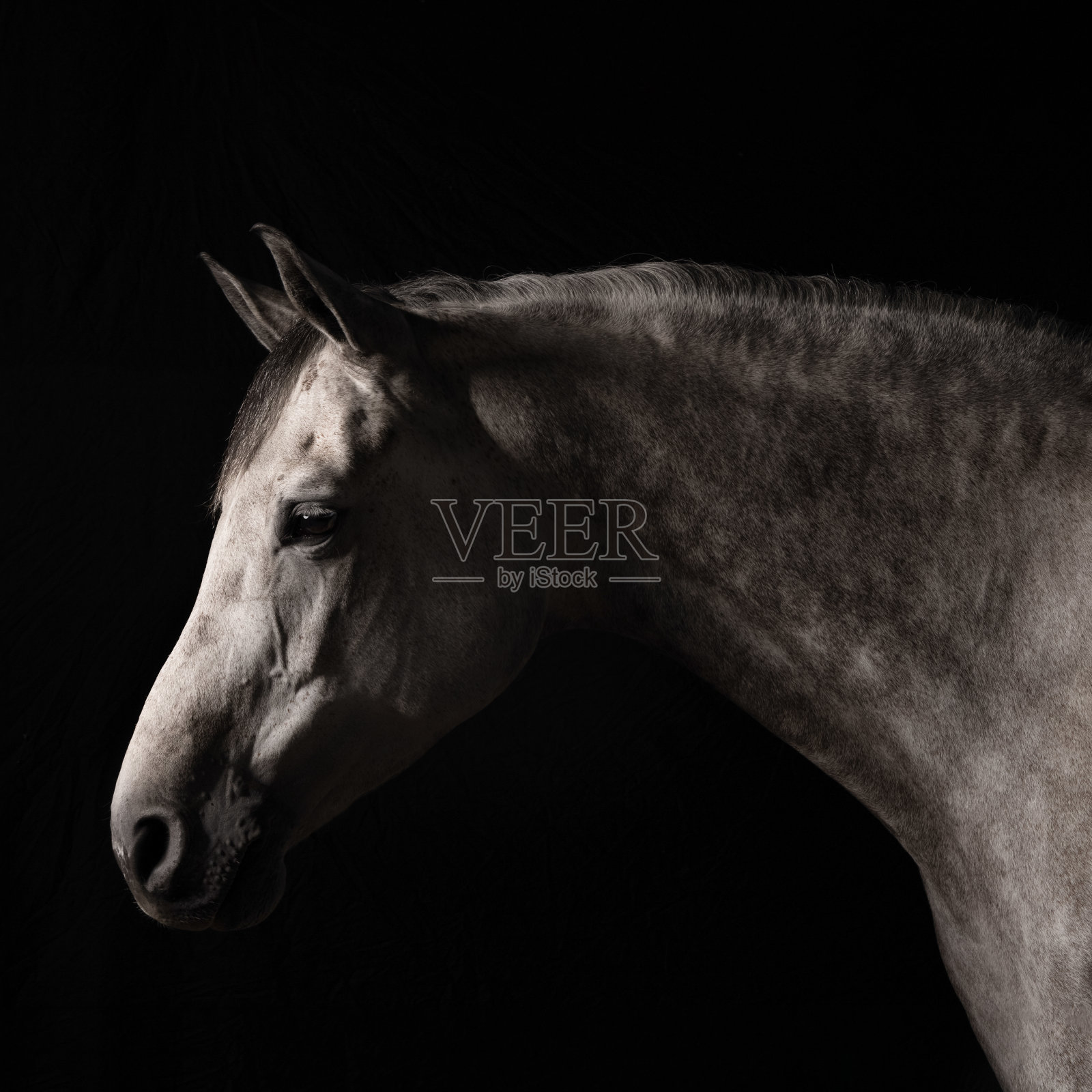 马照片摄影图片