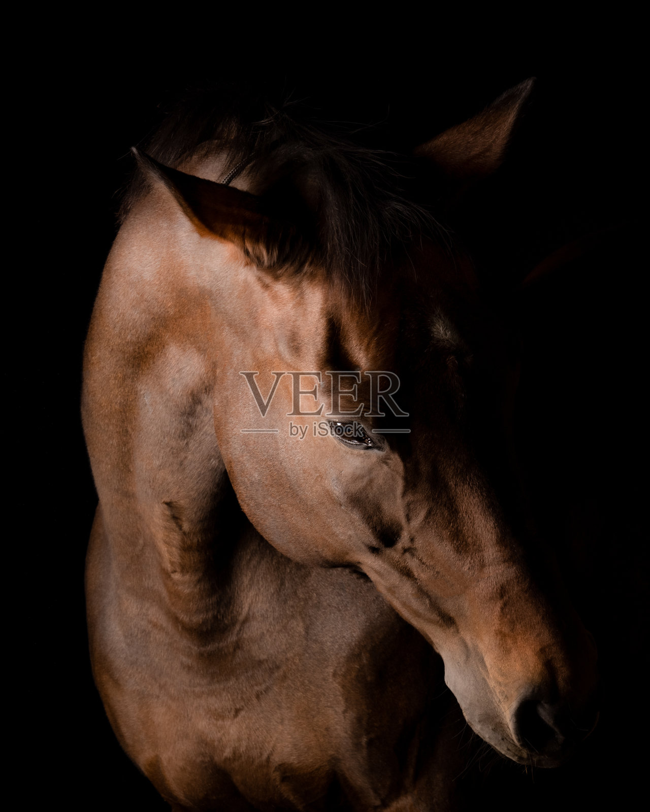 马照片摄影图片