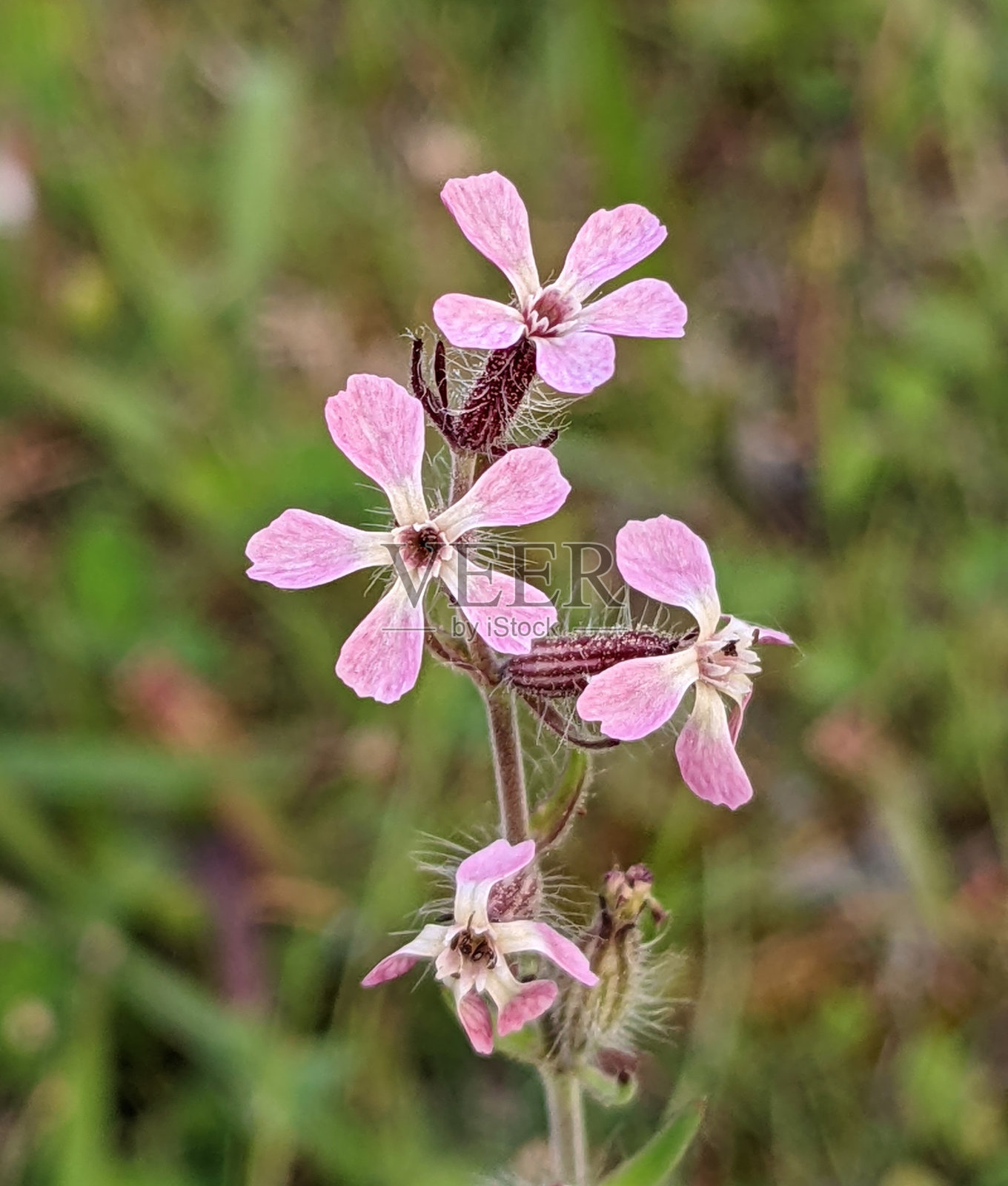 粉红色的曼德拉小花照片摄影图片