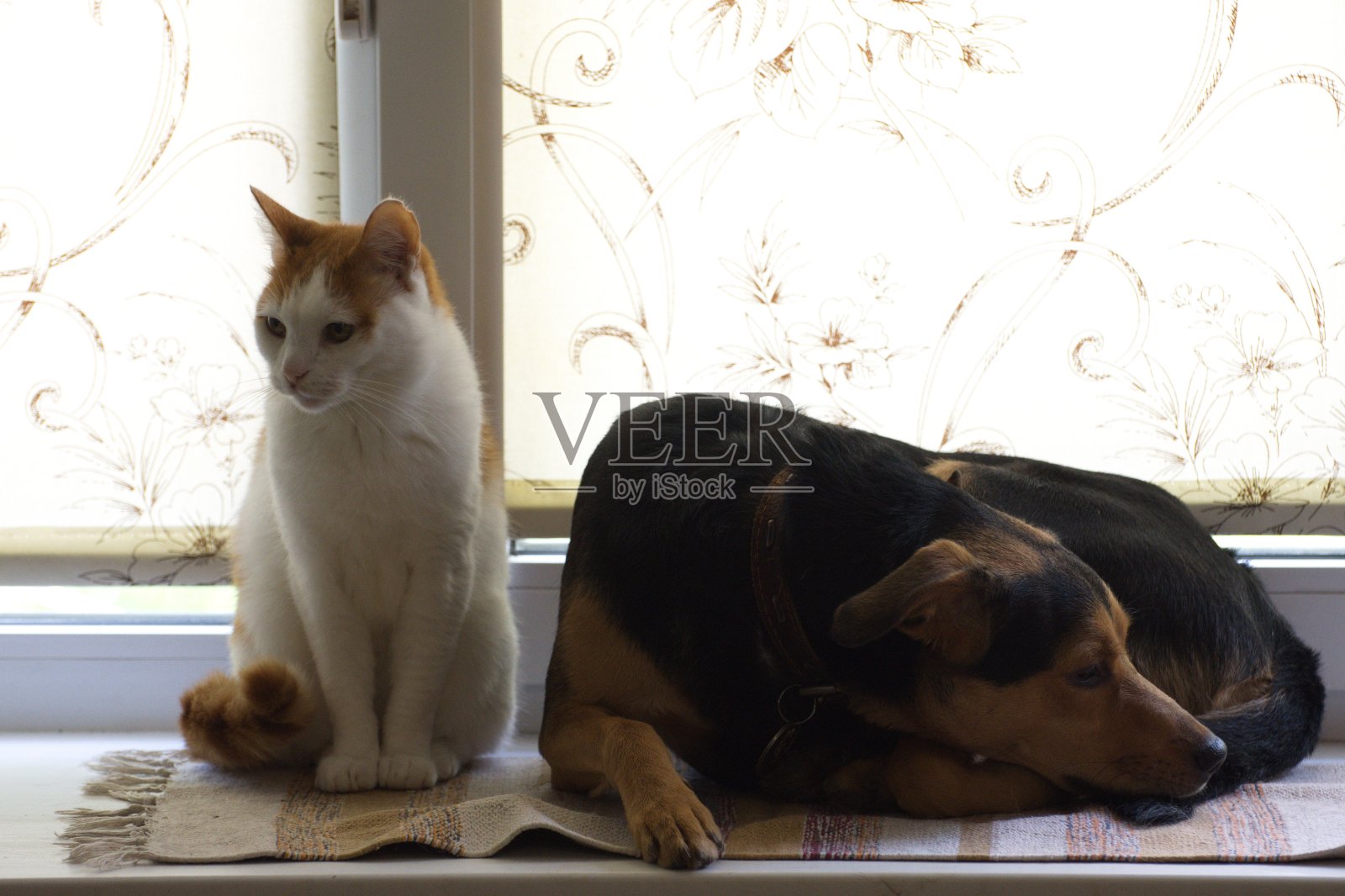 在一个明亮的背景下，猫和一只惊讶的小狗坐在窗台上照片摄影图片