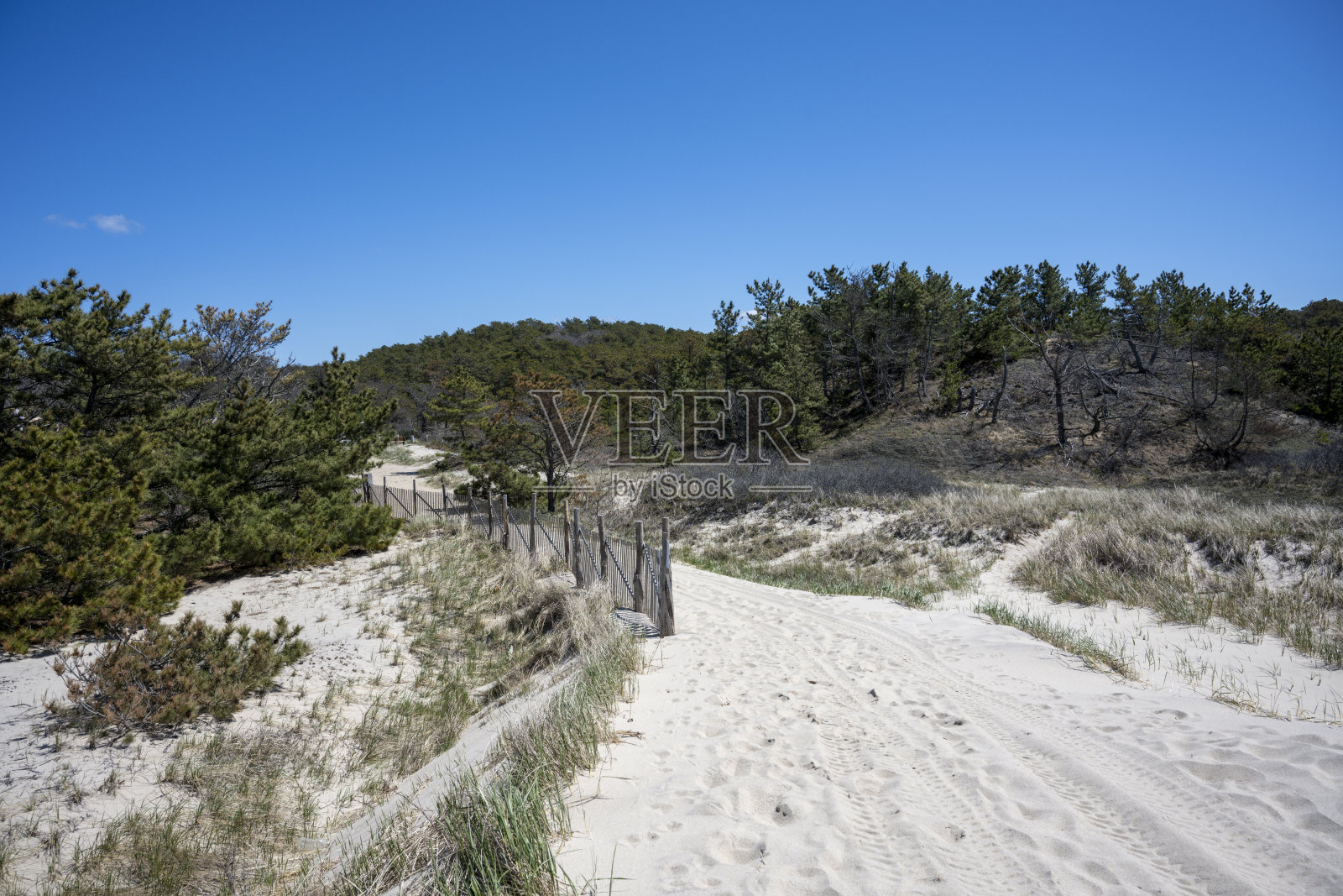 春天的科德角小径照片摄影图片