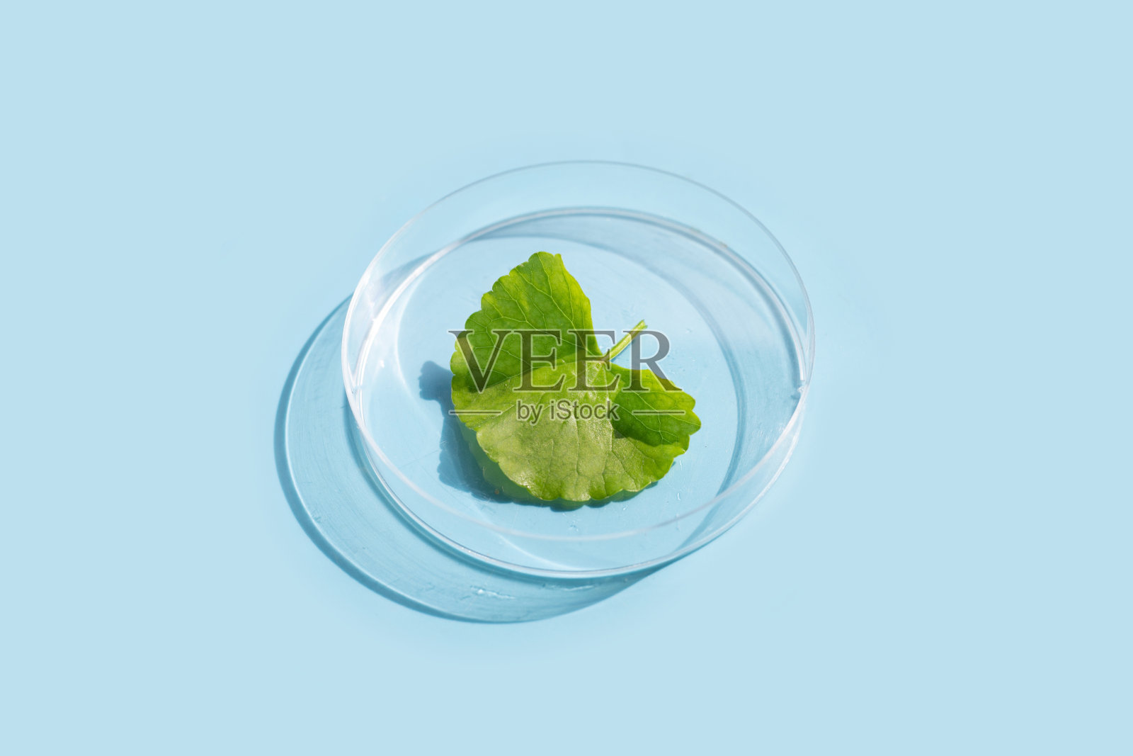 蓝色背景的培养皿中的新鲜戈土考拉叶子。照片摄影图片