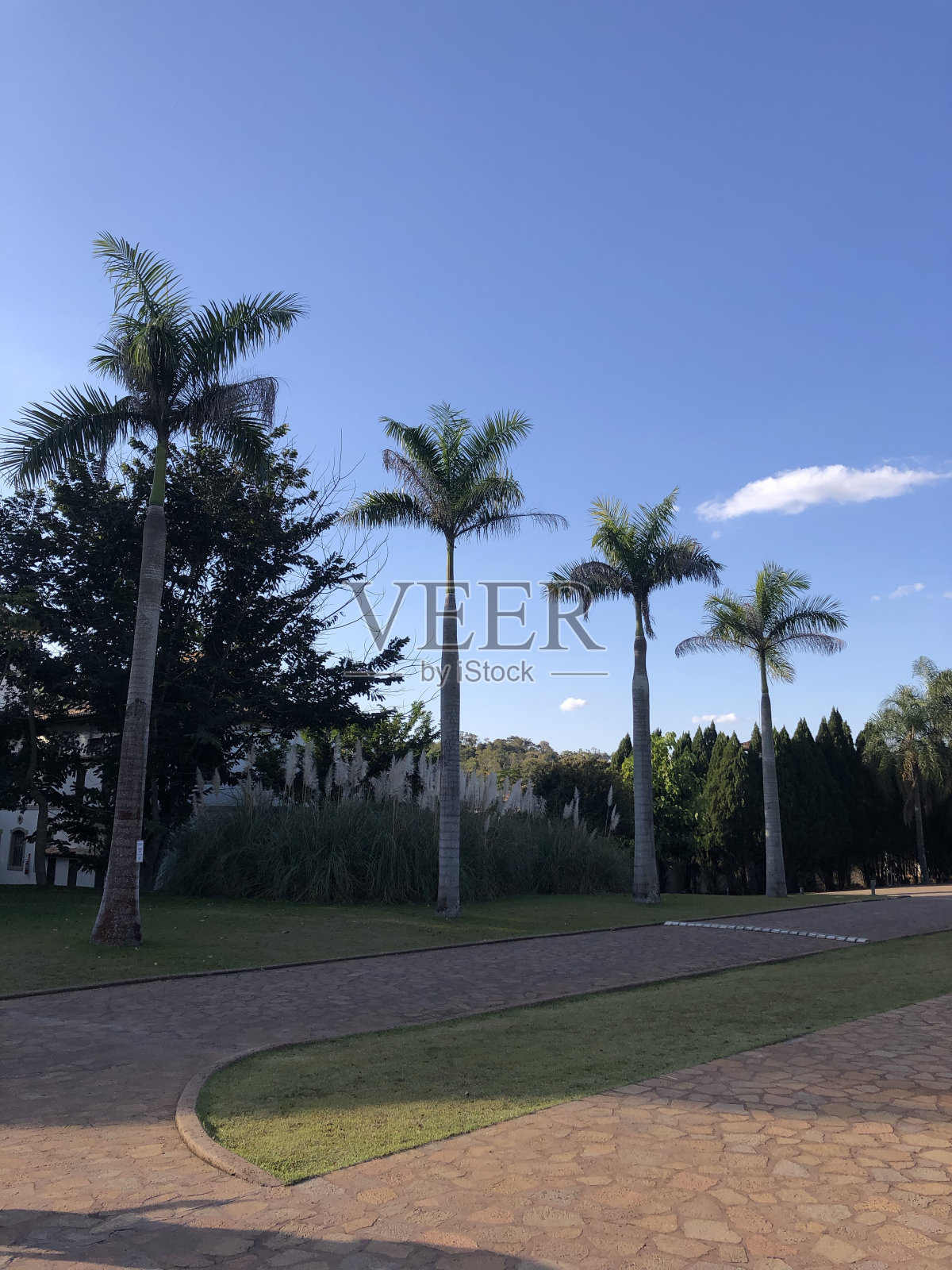 花园里的棕榈树照片摄影图片