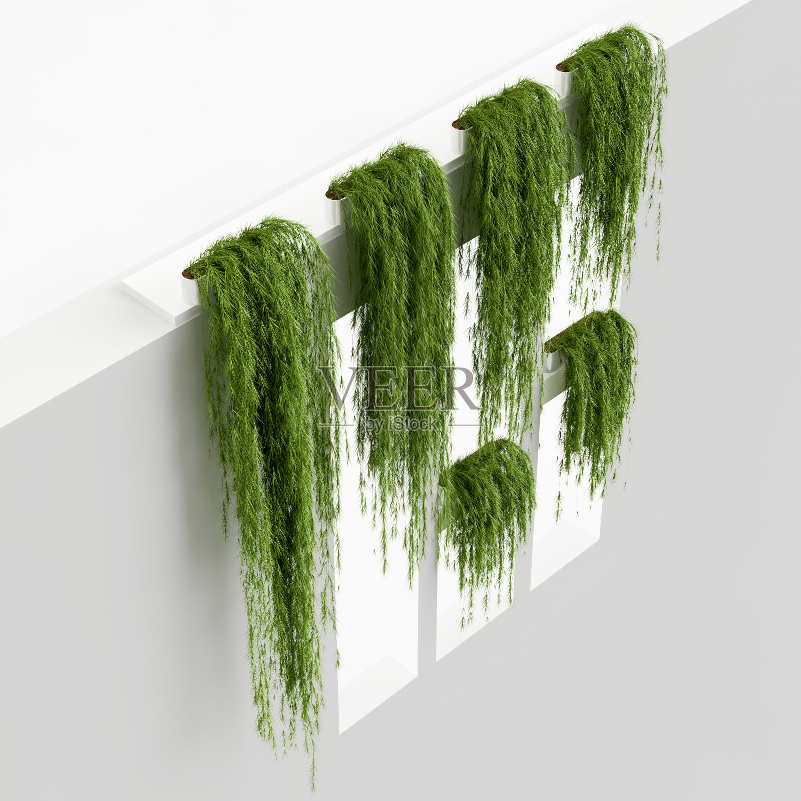 3d插图常春藤孤立在白色背景照片摄影图片