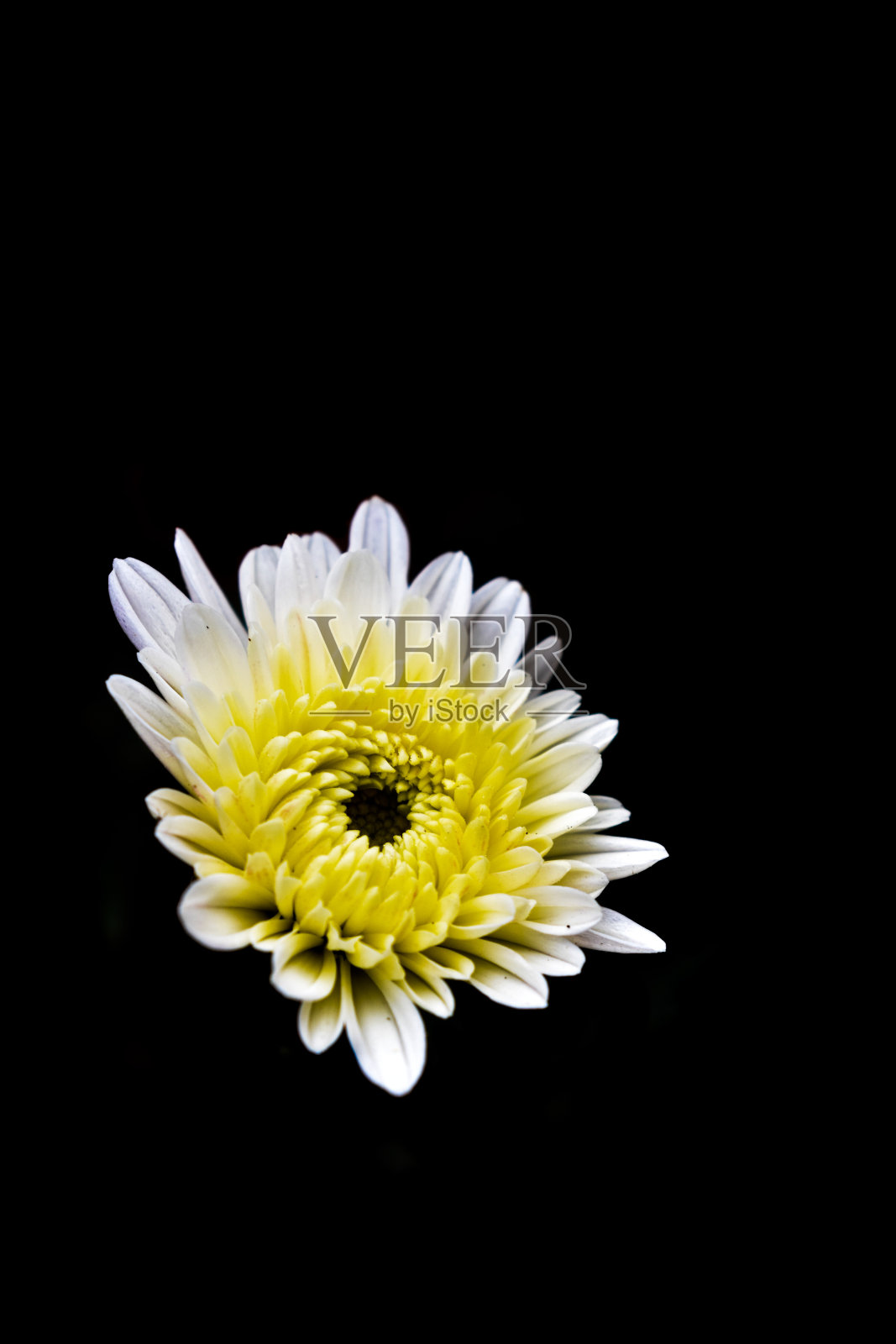 菊花照片摄影图片